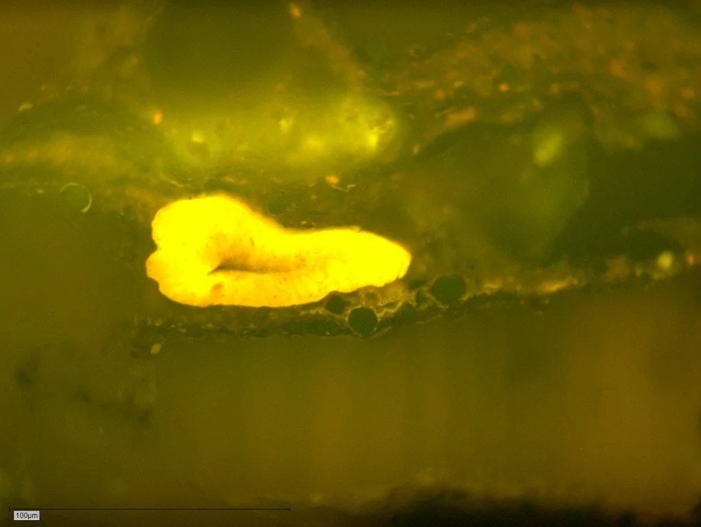 Ob2-007 Pict 08 Tasmanite fl.JPG