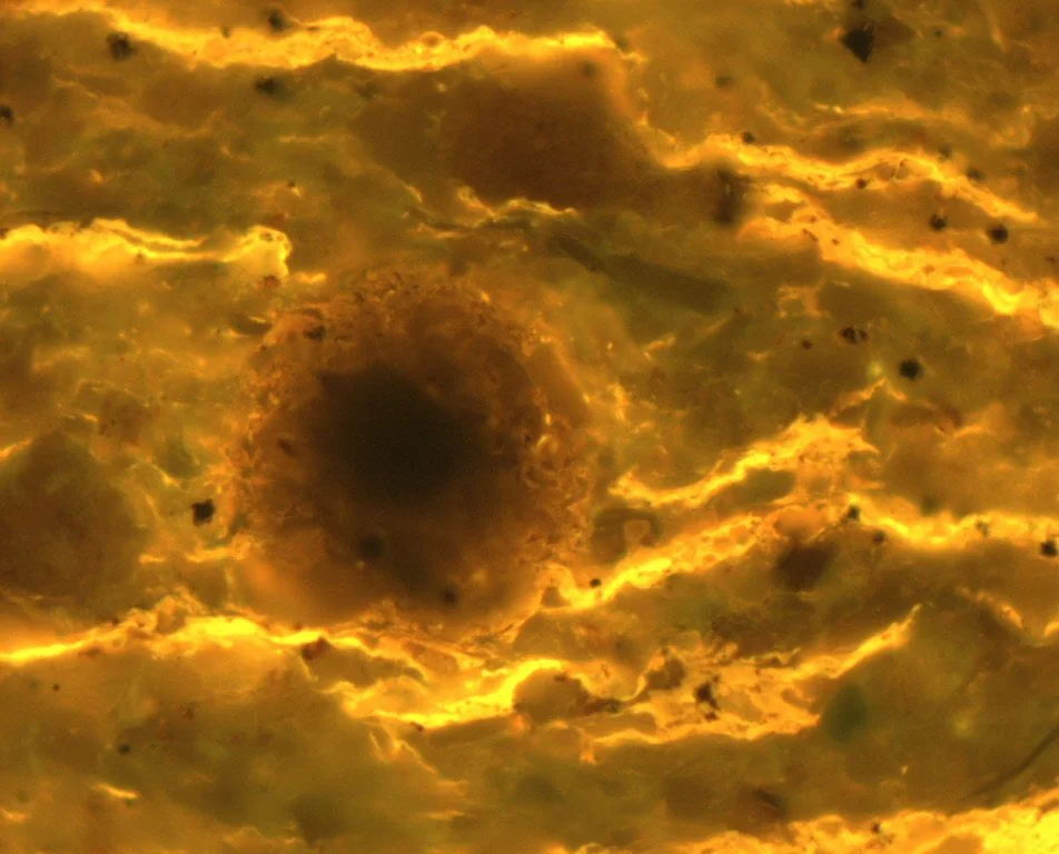 Sample 11 Pict 03 thucholite FLUO.JPG