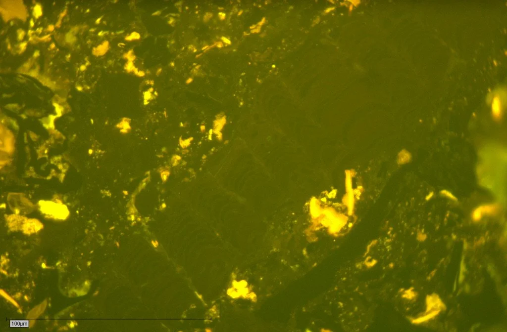 1-I-Fusain-B Pict 150 50x fl1.JPG