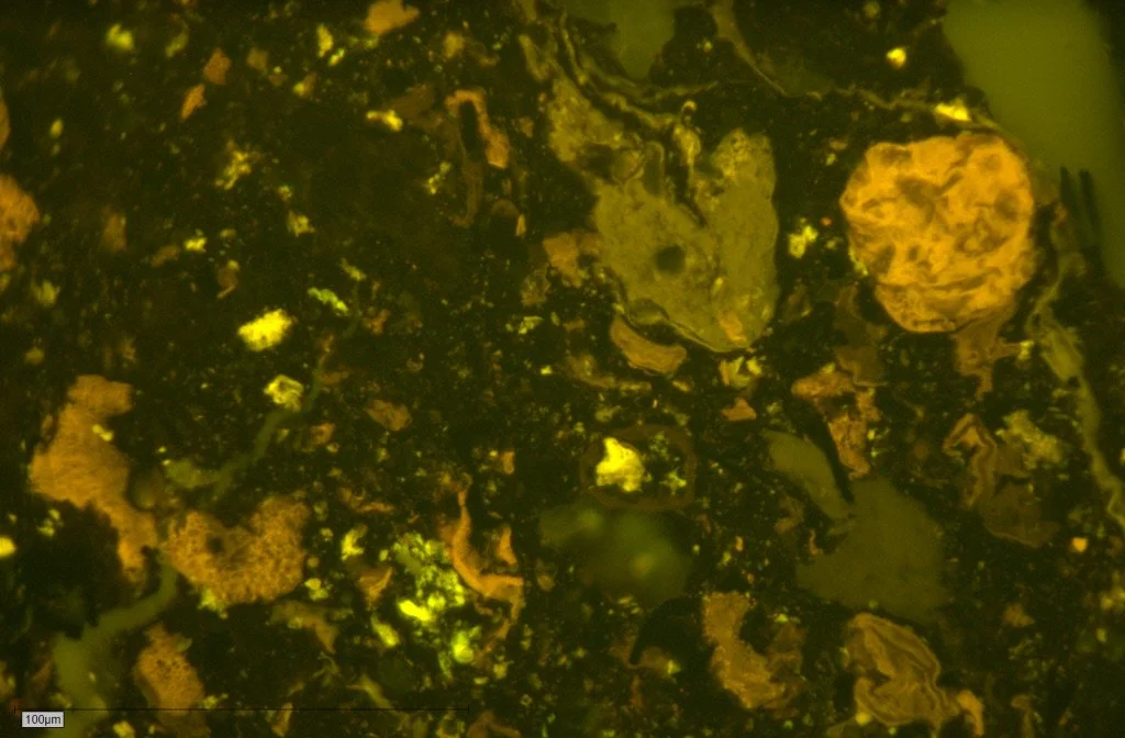 1-J-Fusain-A pict 133 50x fl.JPG