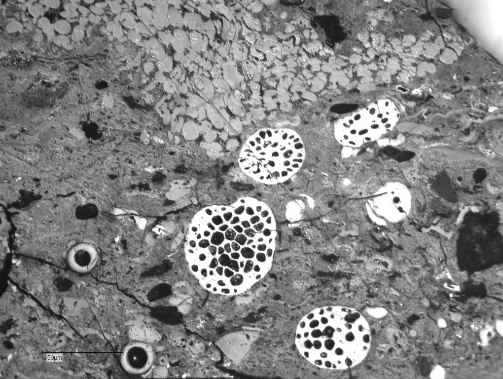 3171_Lig_32X_003.JPG