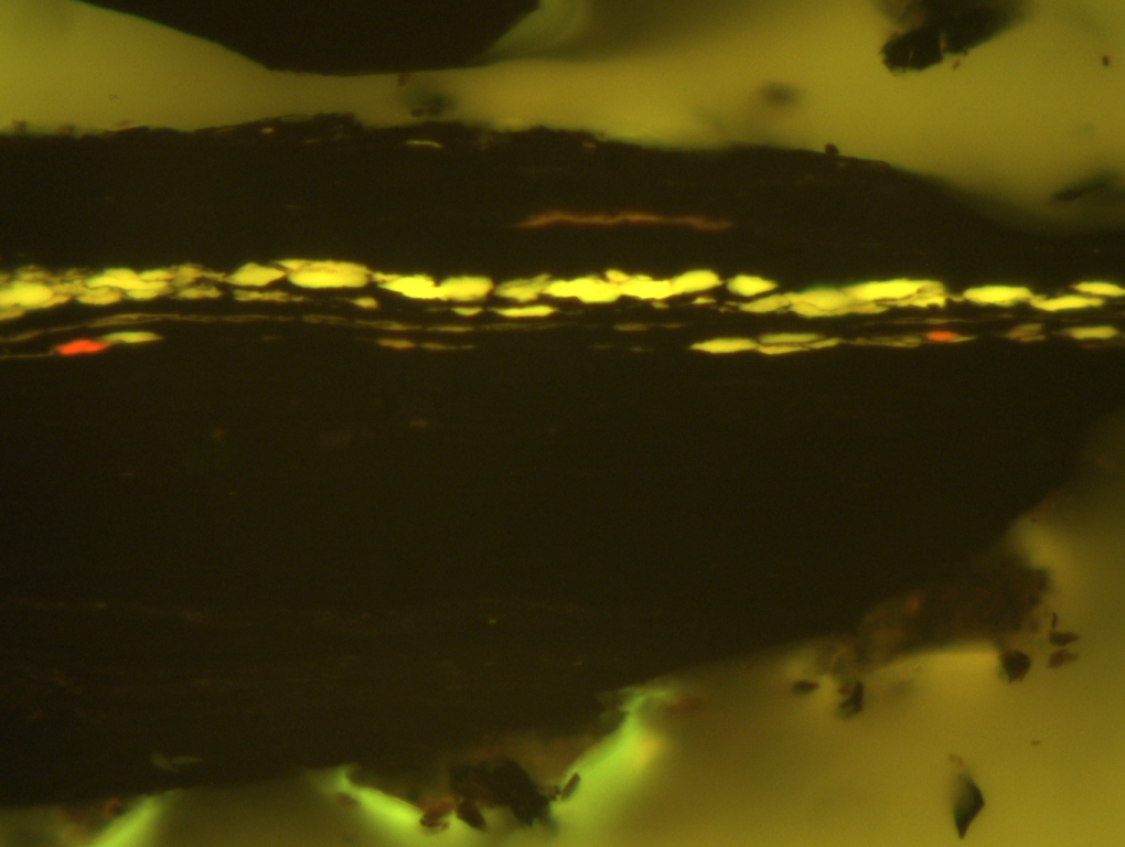 3157_50X_Fluo_13-sr.png