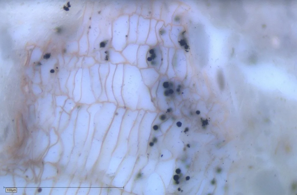 Pre-textinite in recent river stream sediments. New Zealand. Photomicrograph taken in flourescent mode.