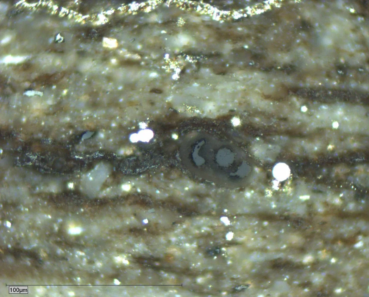 Bituminite dispersed in the matrix and solid bitumen infilling foraminifera tests. Toolebuc Formation, Eromanga Basin, Australia. Photomicrograph taken in reflected white light.
