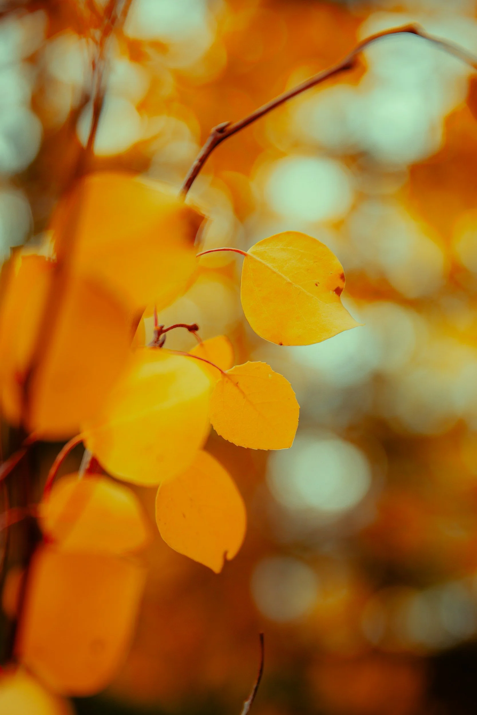 Cozy, Not Cluttered: How to Transition Your Home for Fall in Boulder &amp; Denver