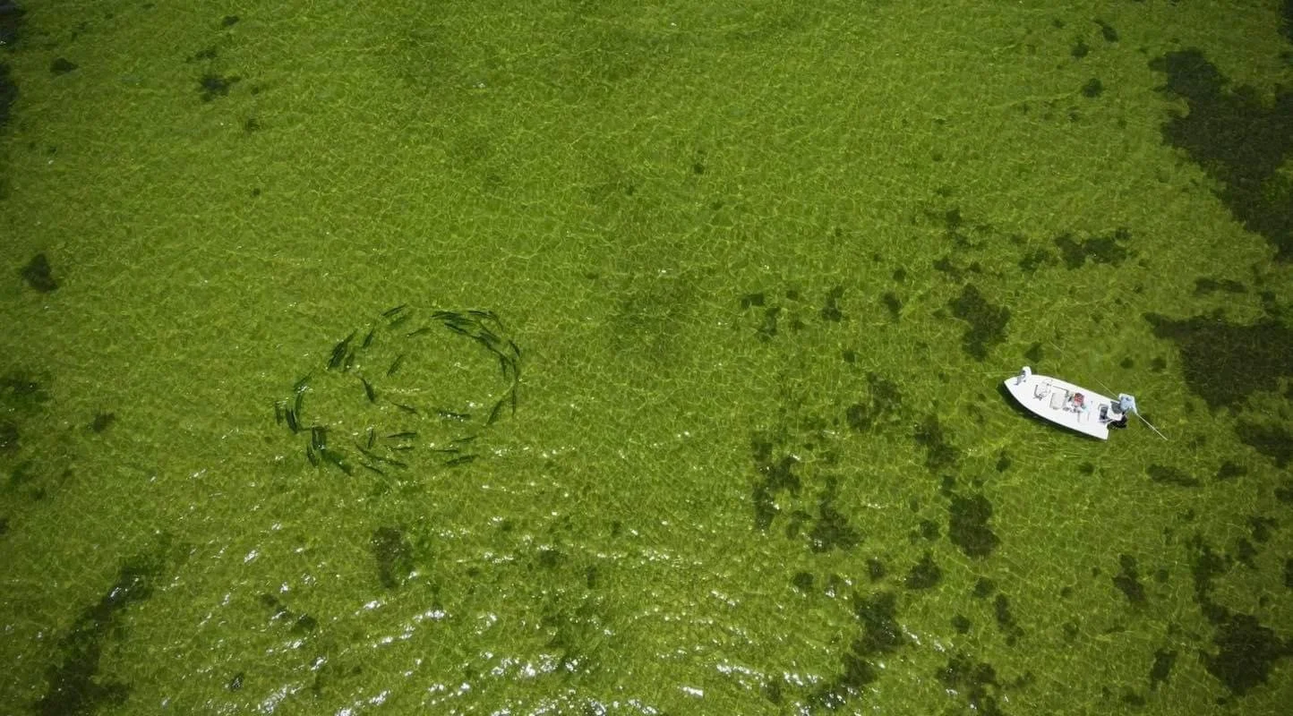 Toby FB Daisy Chain Drone.JPG