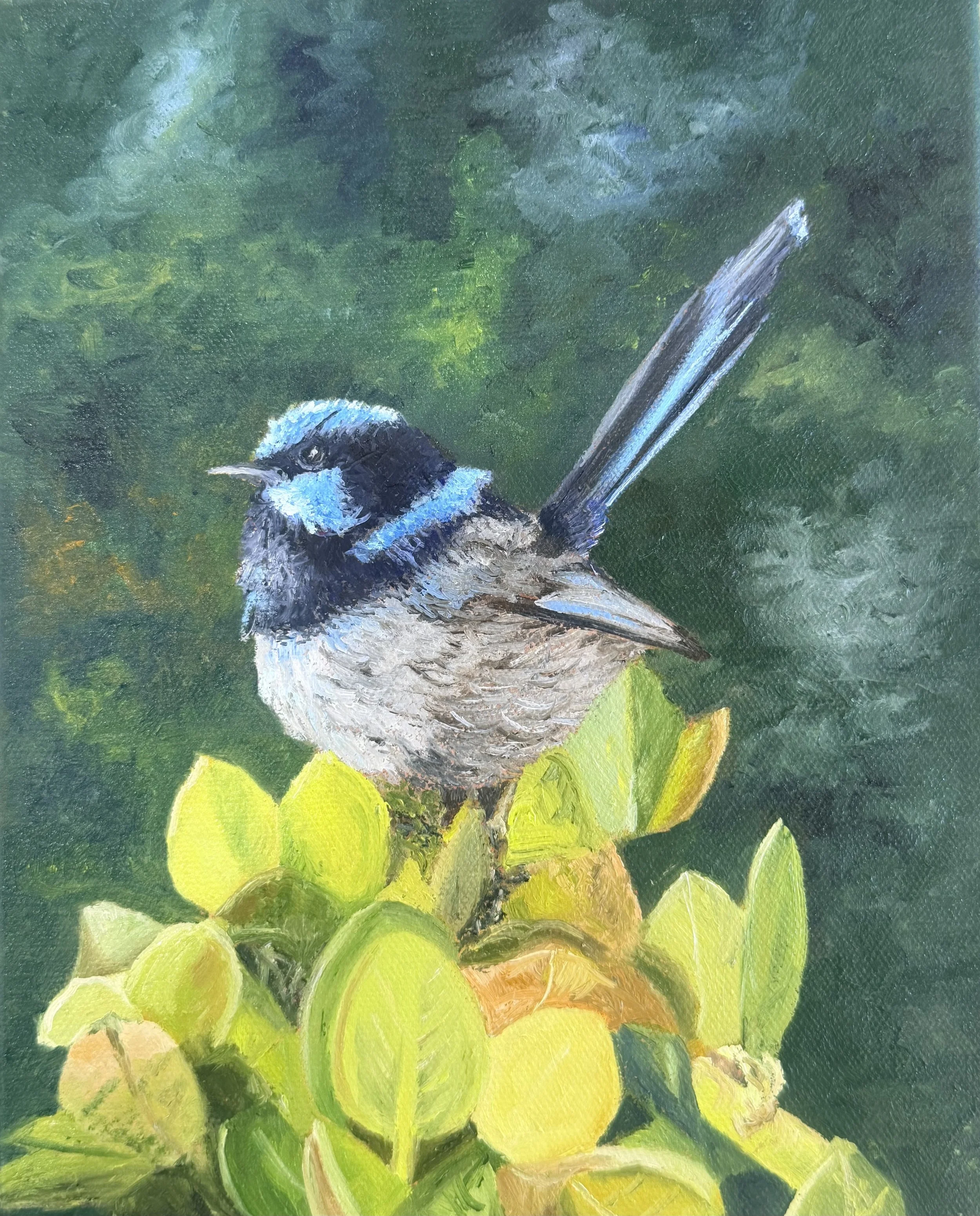 Handsome Wren.jpeg