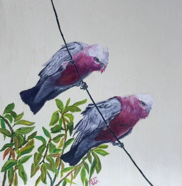 Galahs on a wire.jpeg