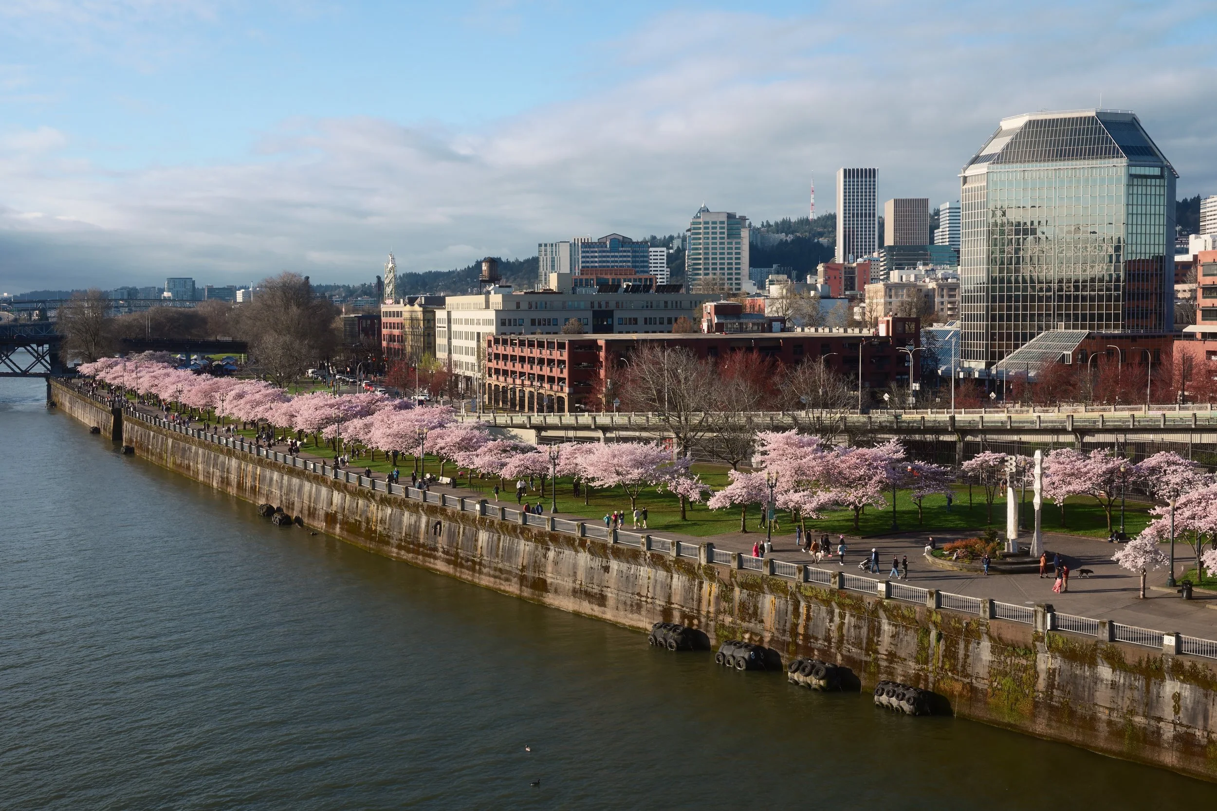 A city skyline with skyscrapers and buildings along the waterfront, cherry blossom trees in bloom lining the riverbank, and people walking on a path near the water, with a cloudy sky overhead.