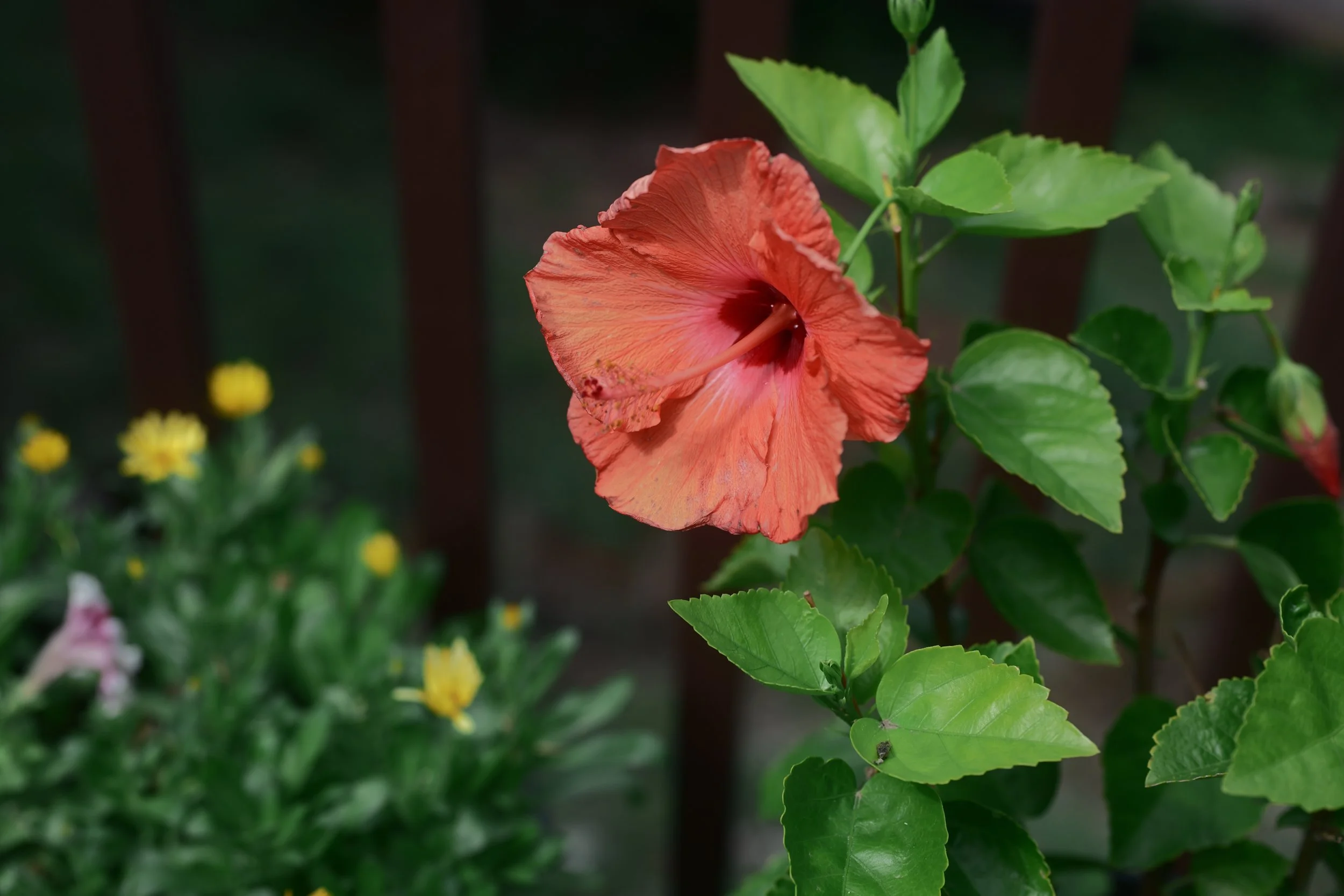 A bright orange hibiscus flower with soft petals surrounded by green leaves, set against a background of a garden with blurred yellow flowers.