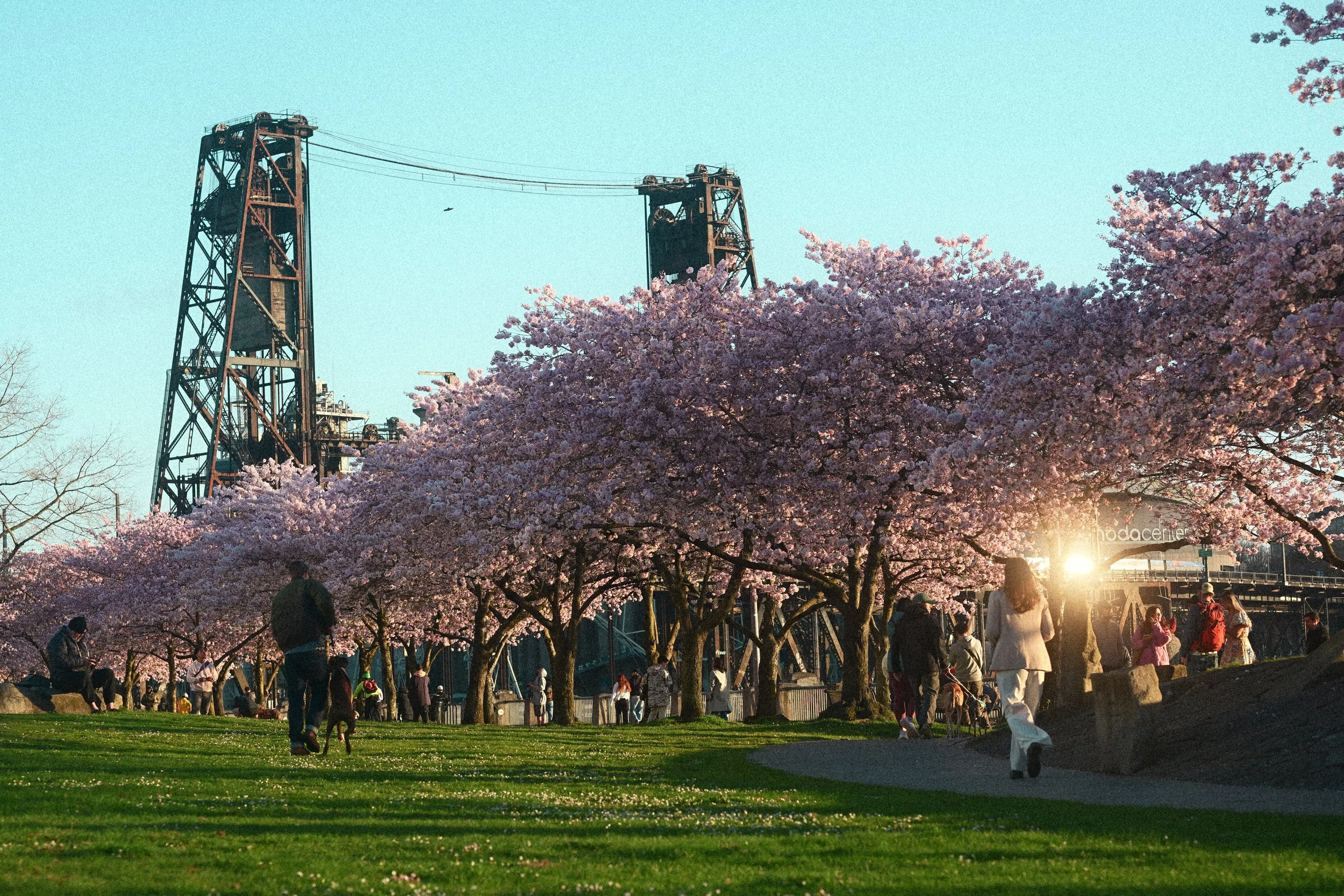 People gather beneath blooming cherry trees beside historic industrial towers in a sunlit city park.