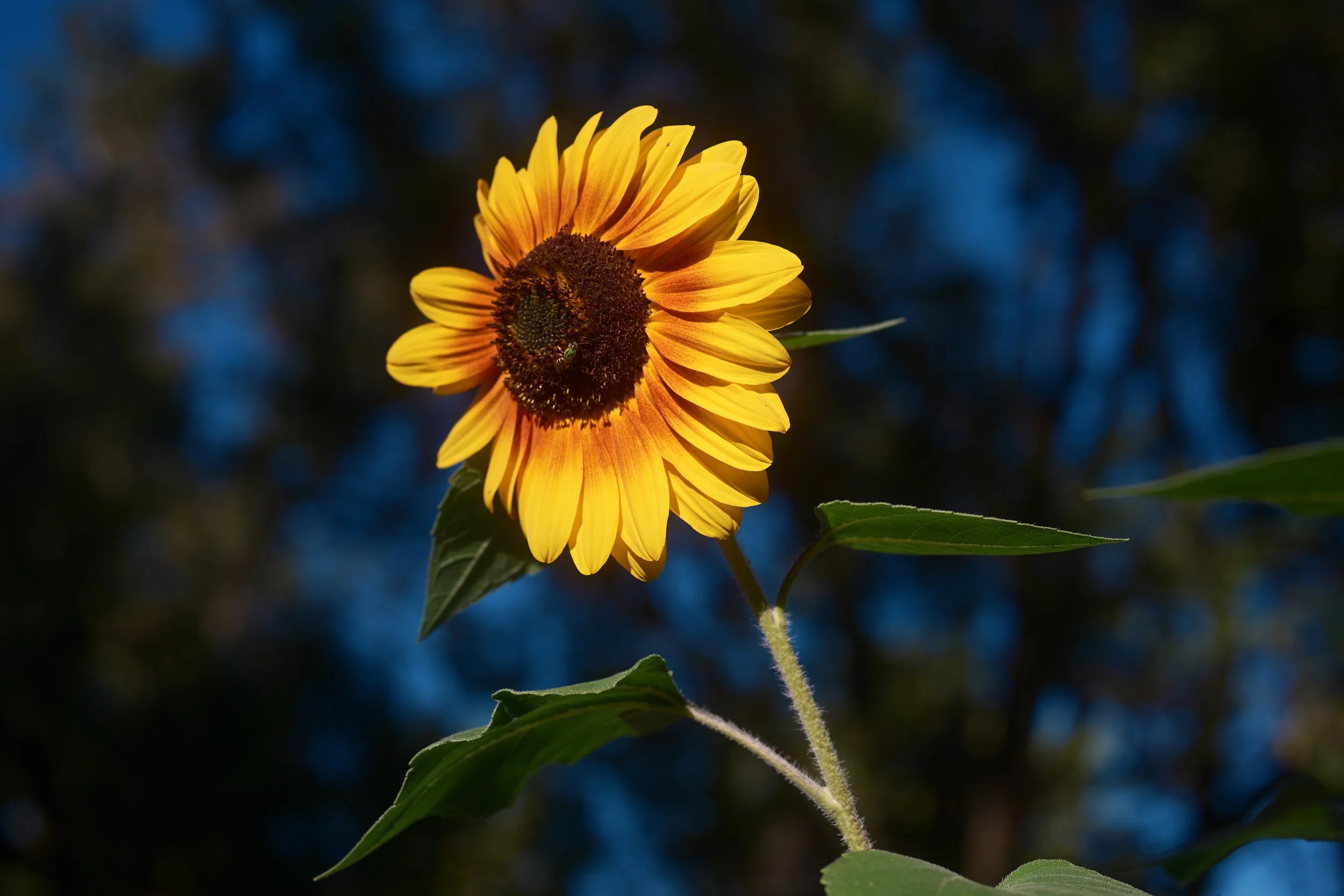 A sunflower with yellow petals and a dark brown center set against a dark, blurred background of trees or foliage.