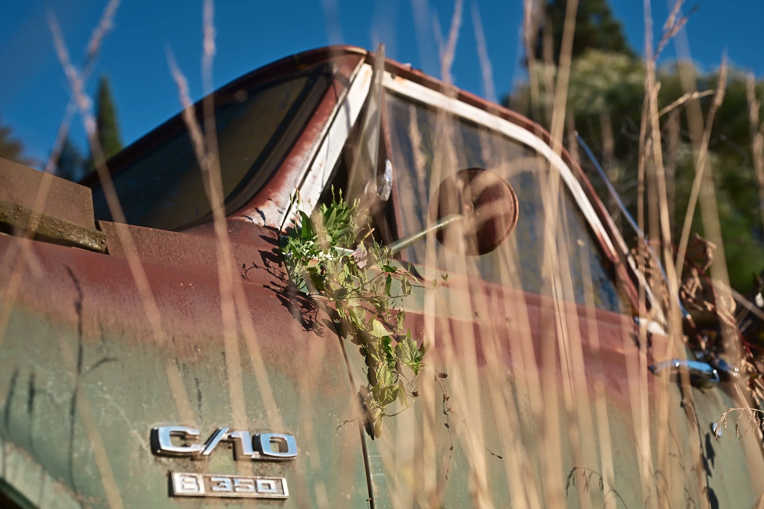 Close-up of a car's rear with chrome badges, including a 'G40' emblem, surrounded by dry grass and a small green plant growing on the trunk. The picture appears to be taken outdoors with a clear blue sky in the background.