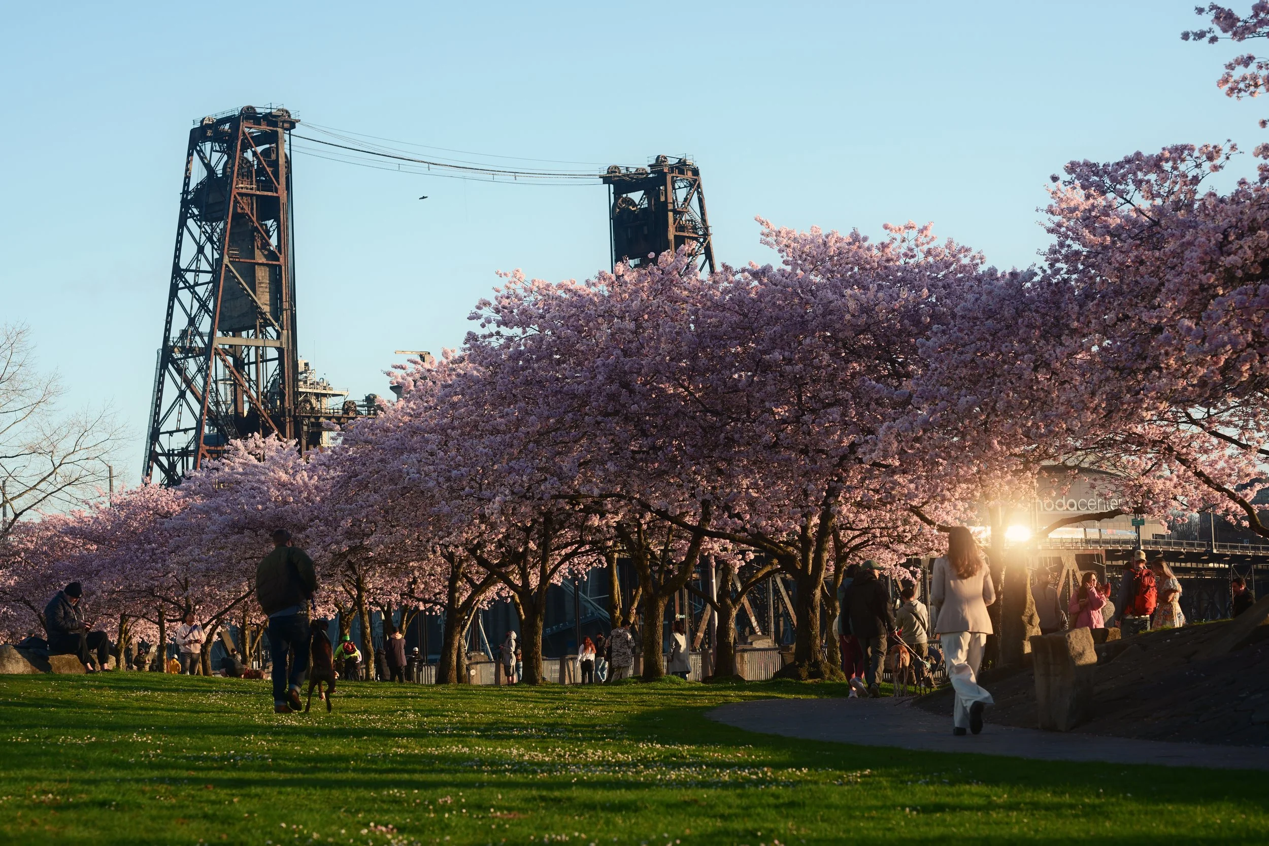 People walking and sitting in a park filled with blooming pink cherry blossom trees, with an old industrial metal bridge or roller coaster structure in the background, and sunlight shining through the trees.