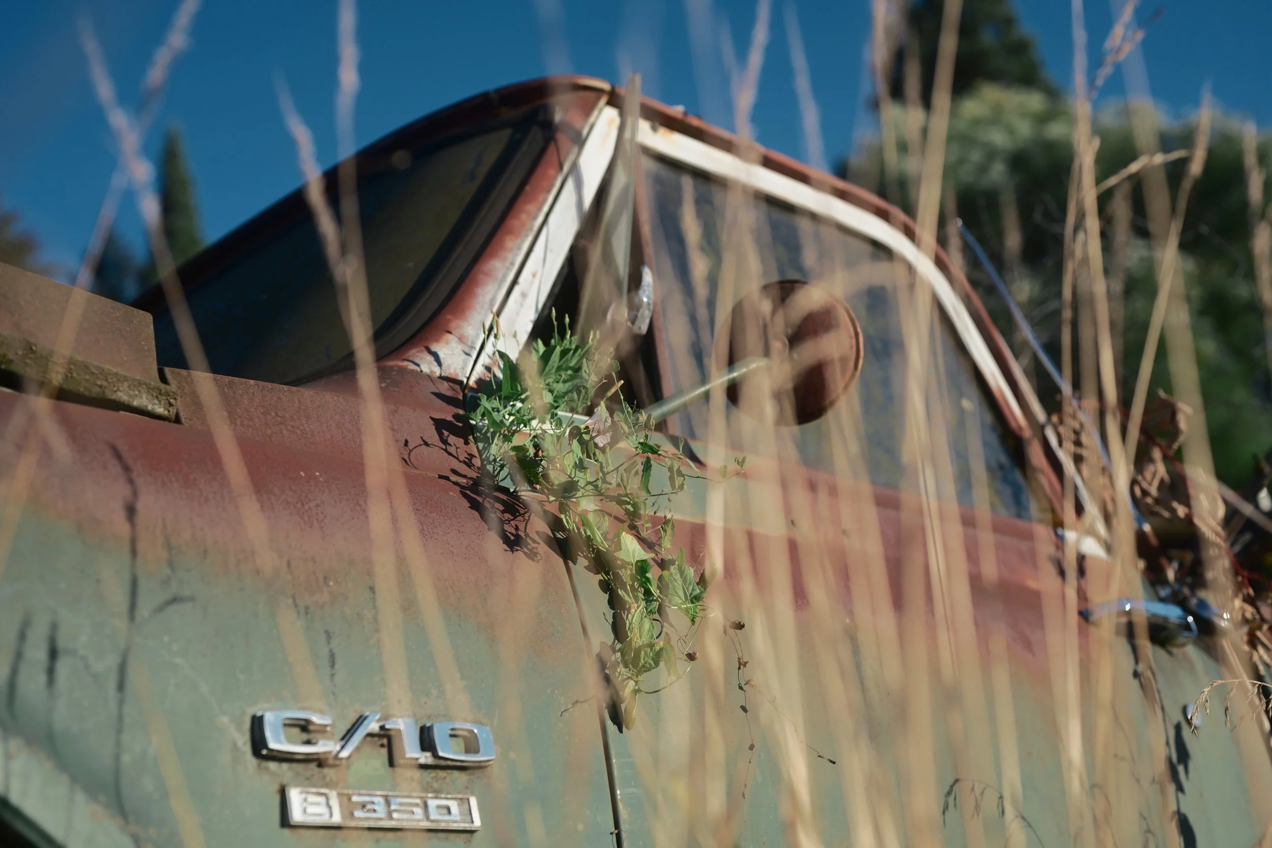 Close-up of a metallic car trunk with an emblem and a small plant growing out of it, with a background of a clear blue sky and trees.