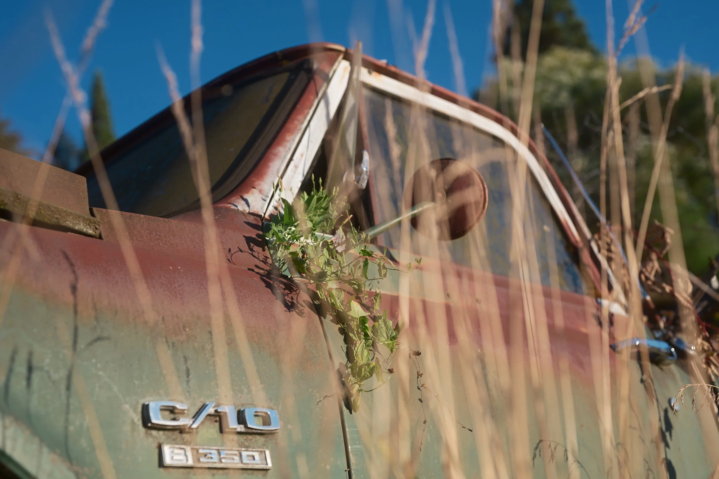 Close-up of the back of an old, rusty car with green plants growing on it, showing the car model badge.