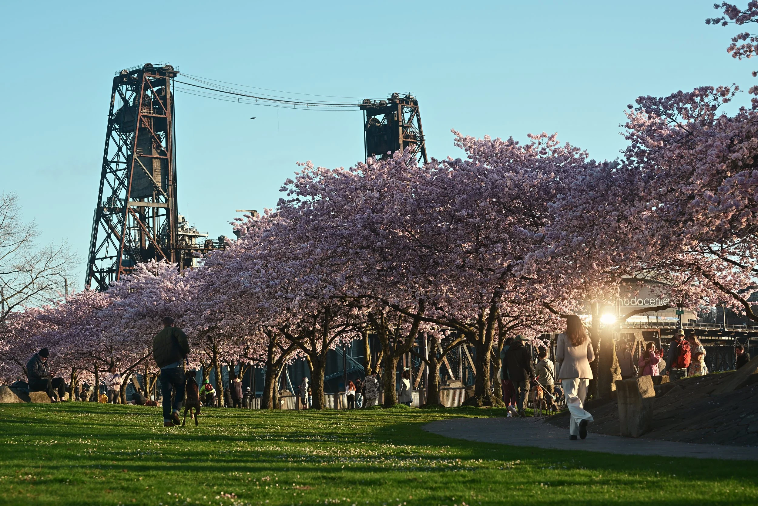 People walking and sitting in a park with pink cherry blossom trees and a steel bridge structure in the background during sunset.