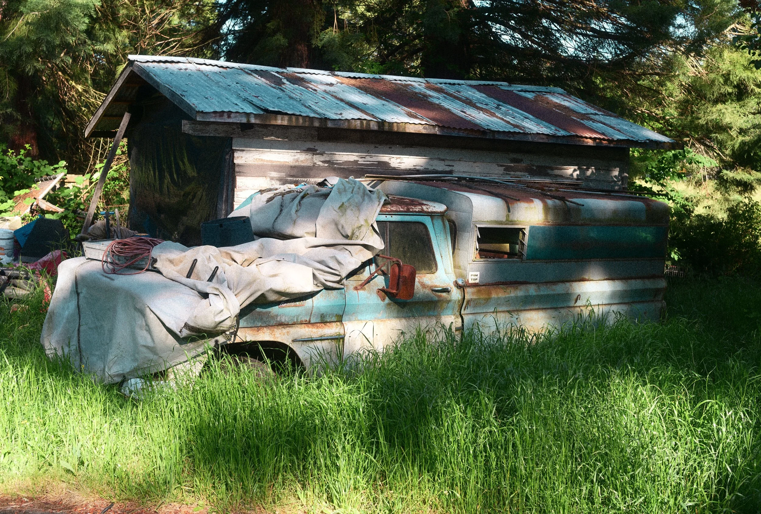 Rusty vintage turquoise pickup truck covered with tarps beside a weathered shed in tall grass and trees