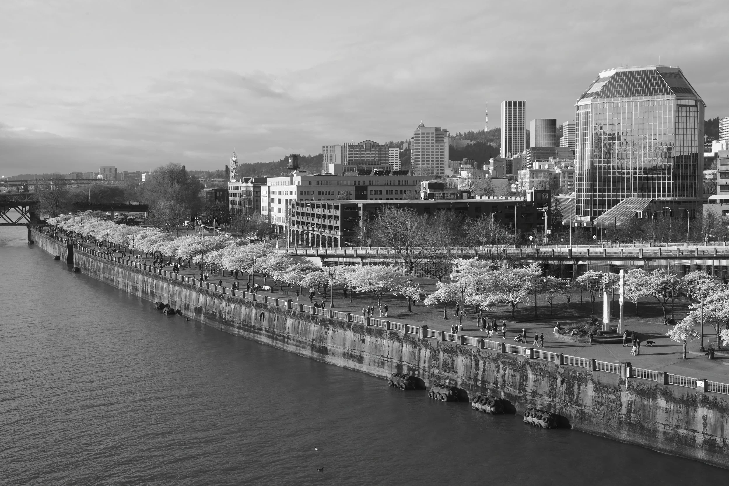 Black and white photo of a city skyline with tall modern buildings, a river with a walkway along its bank, and cherry blossom trees in bloom lining the walkway.
