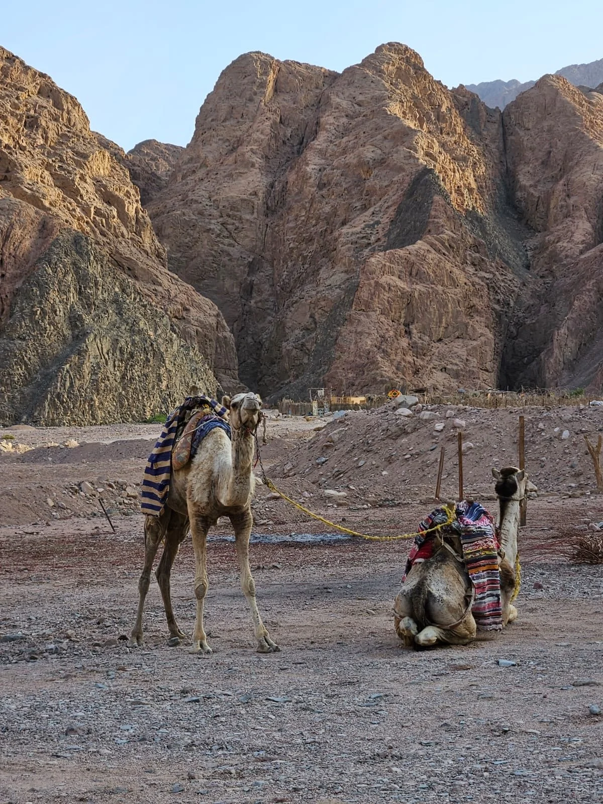 Desert friends