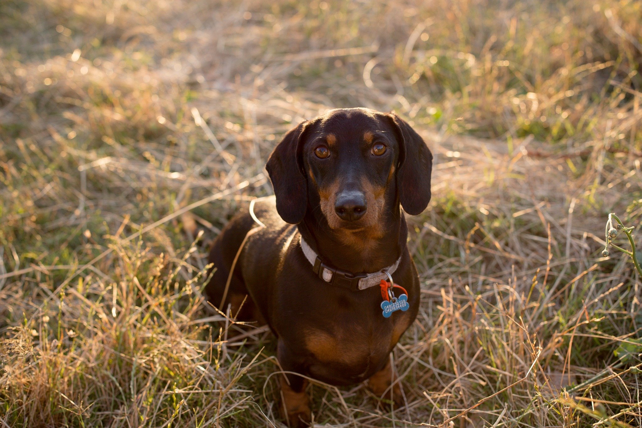 ✨ I hope everyone had an amazing Easter long weekend!! I am back now and ready to capture all of the incredible love stories to come! ✨
Here is a photo of our beautiful little sausage Jeffrey in all of his glory! ❤❤❤
#loveislove #southwestweddingp
