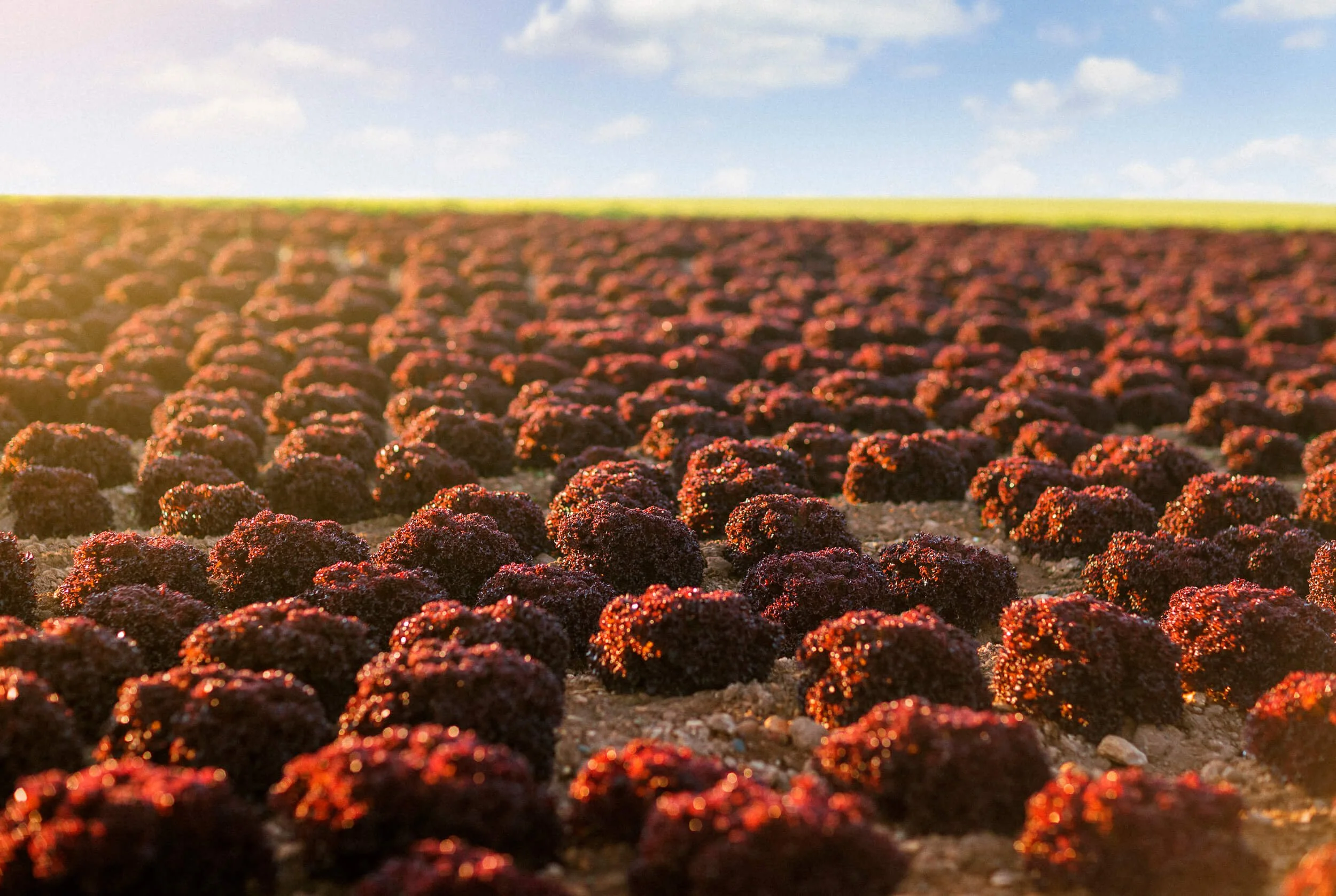 Fotografía corporativa para Florette por Mikel Muruzabal, Pamplona, Spain04.jpg