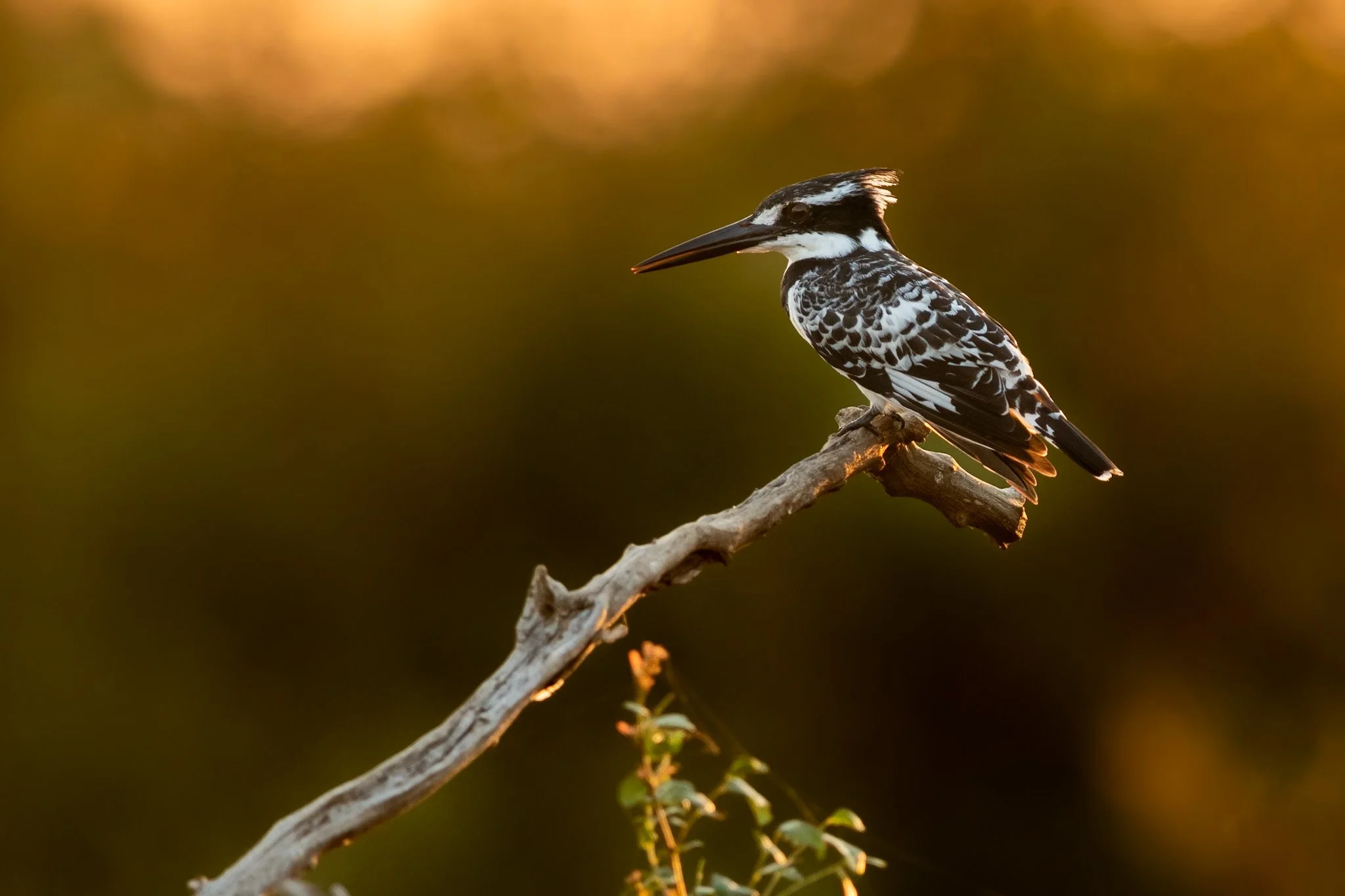 Pied Kingfisher 1.jpg
