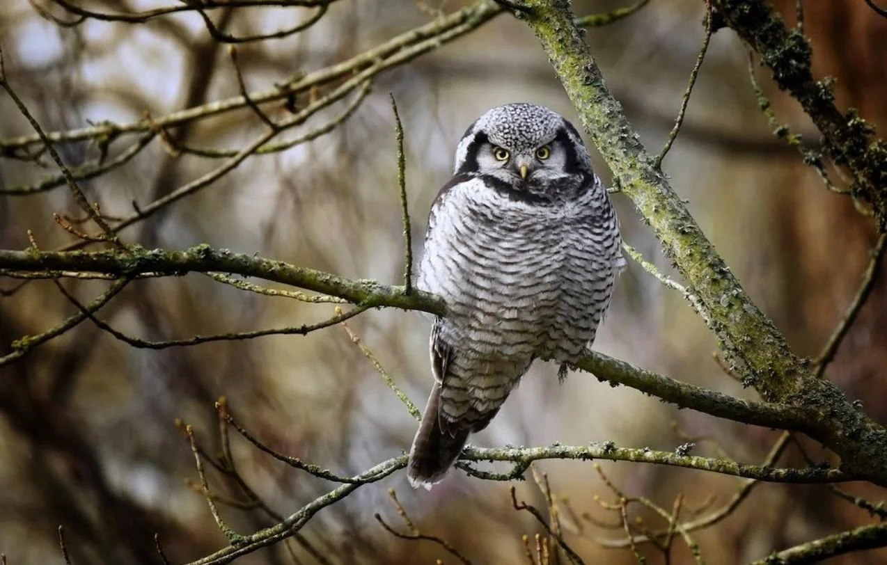 Hawk+Owl.jpg