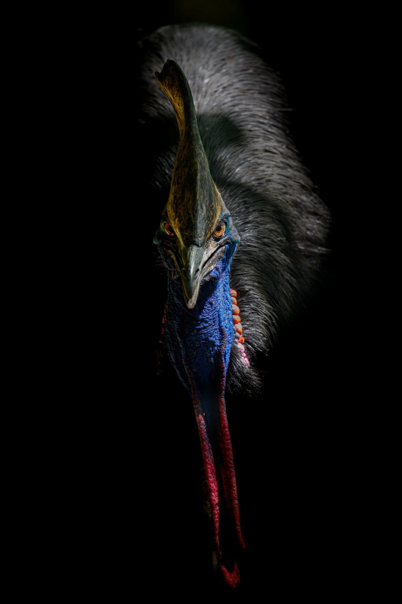 The bird that can kill you (allegedly)…