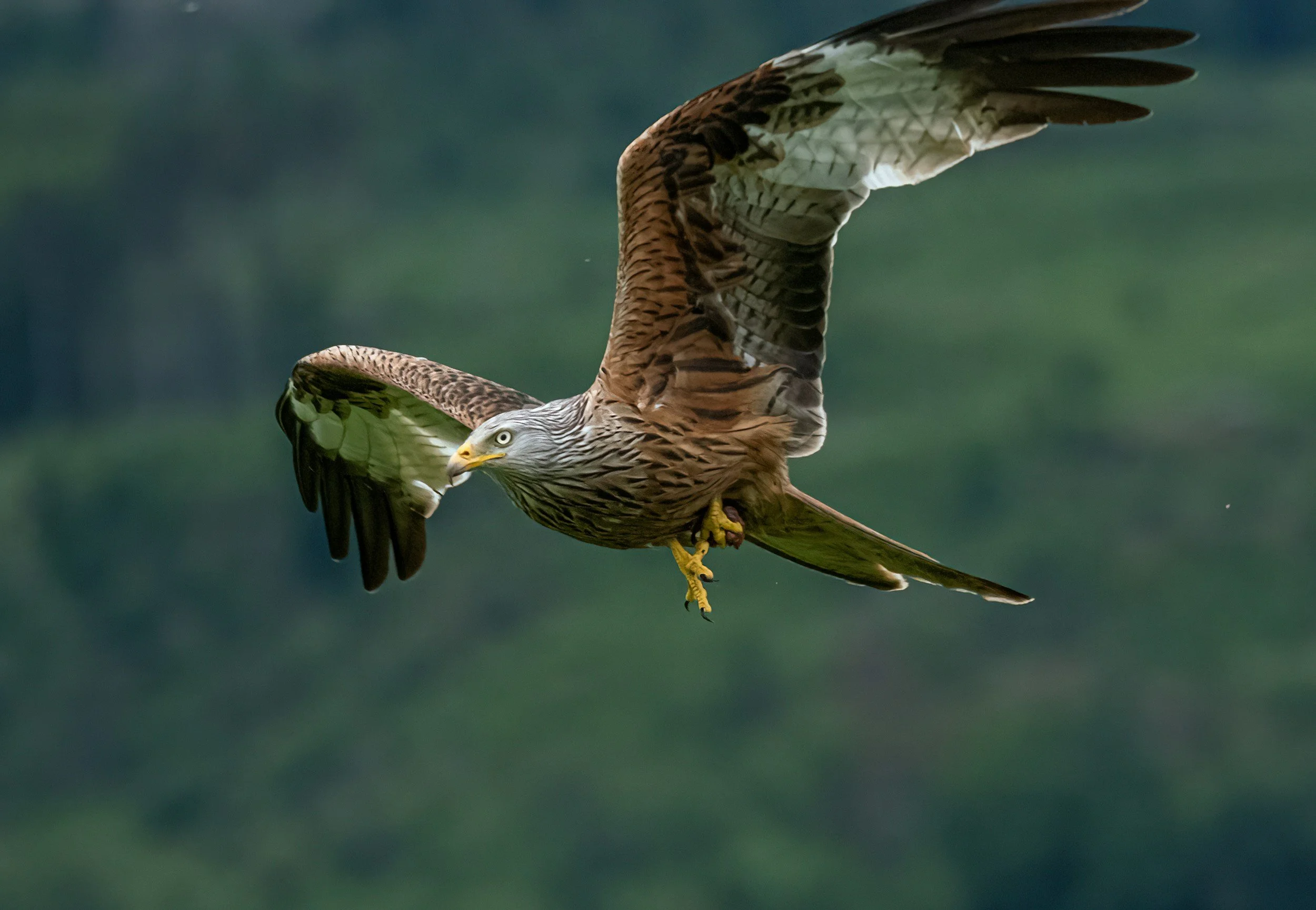 Late-June weekend chasing birds across the Öresund