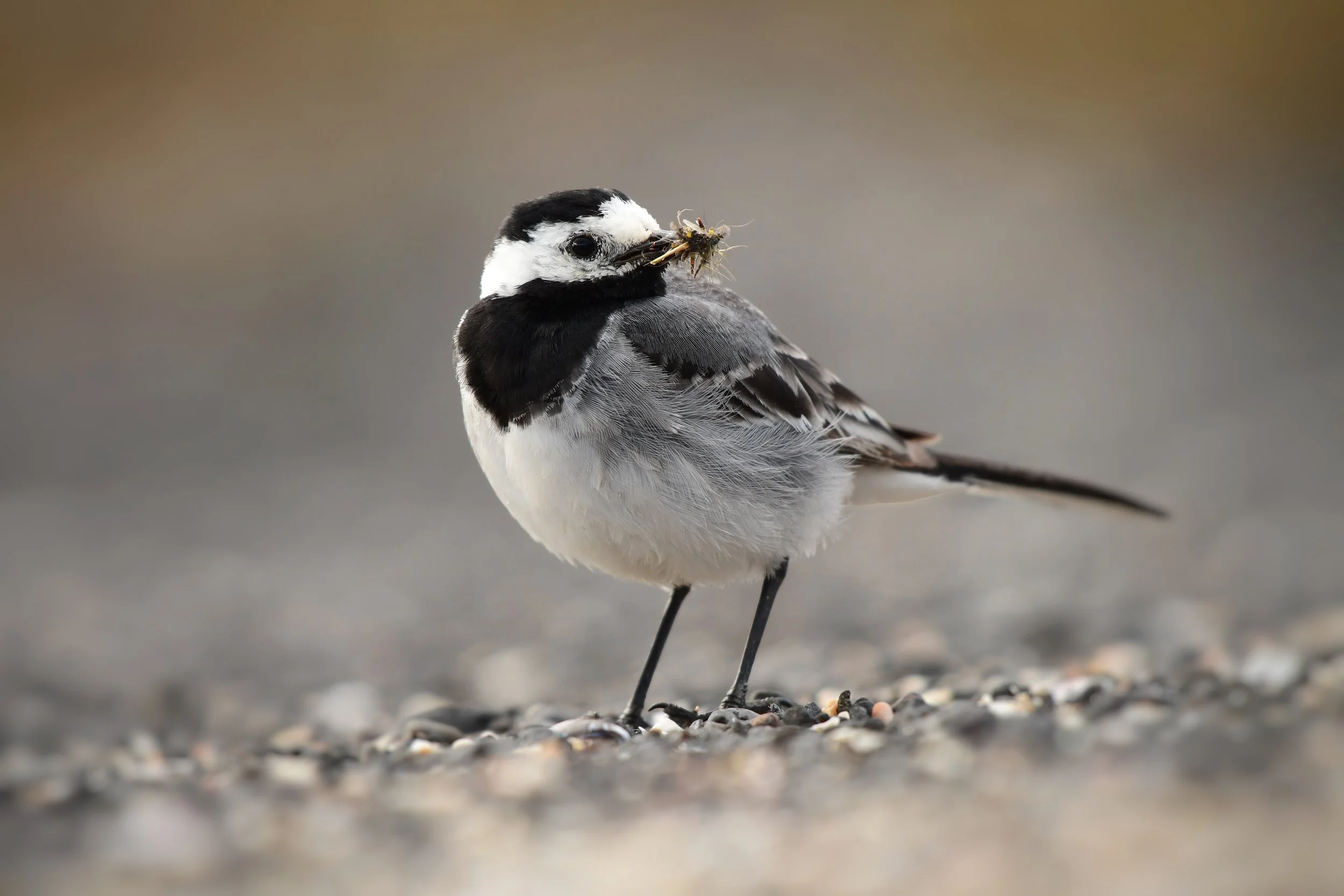 White Wagtail
