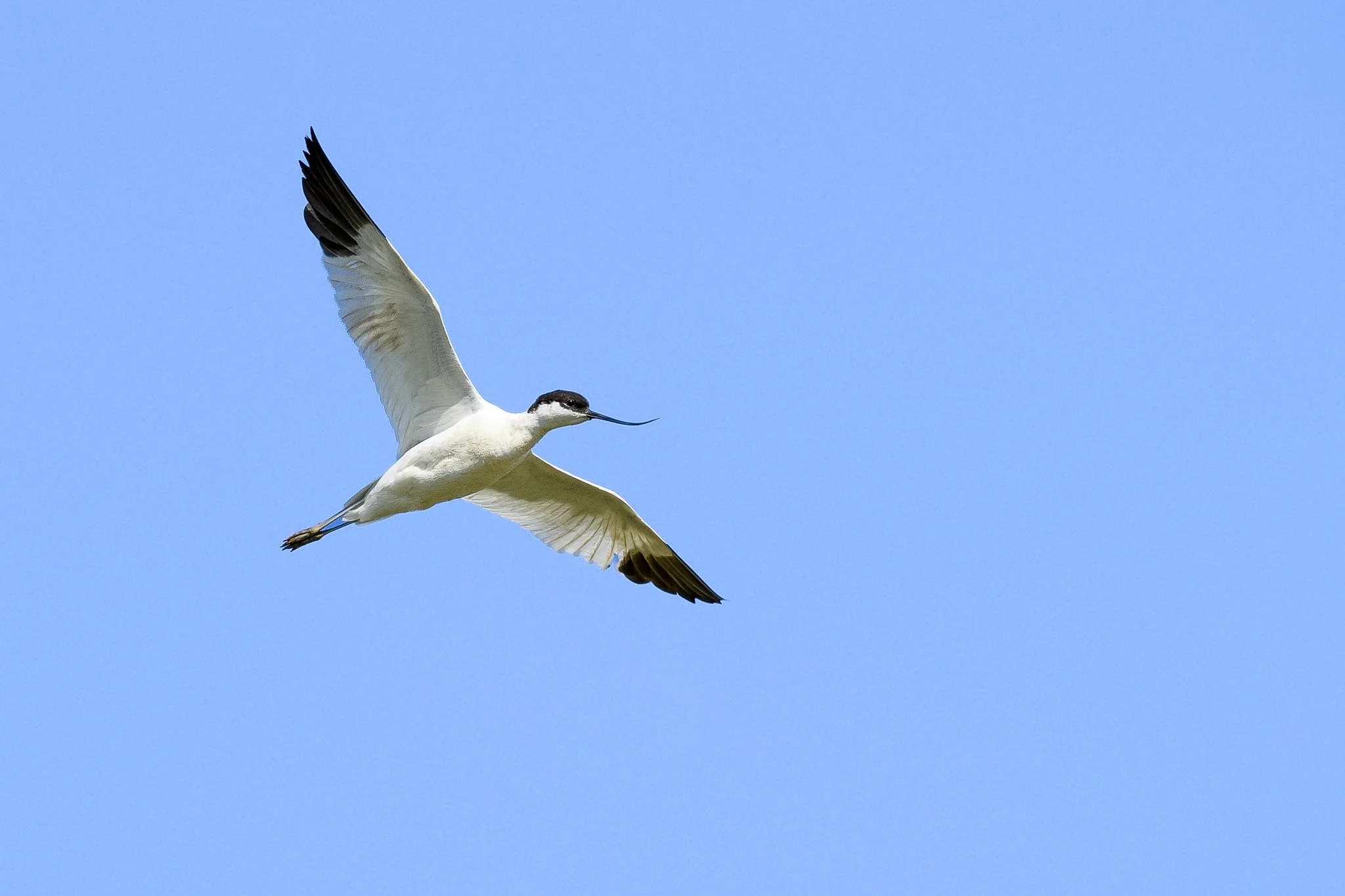 Pied Avocet