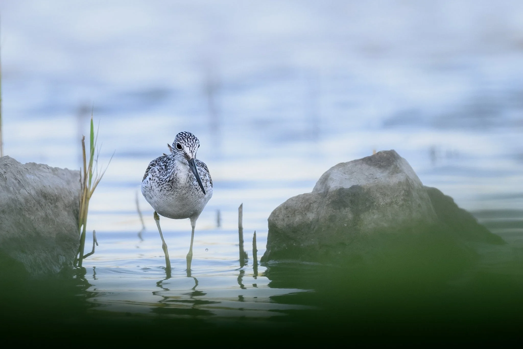Common Greenshank