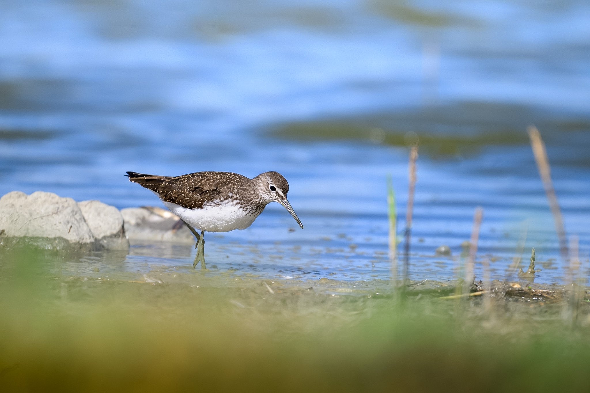 Green Sandpiper