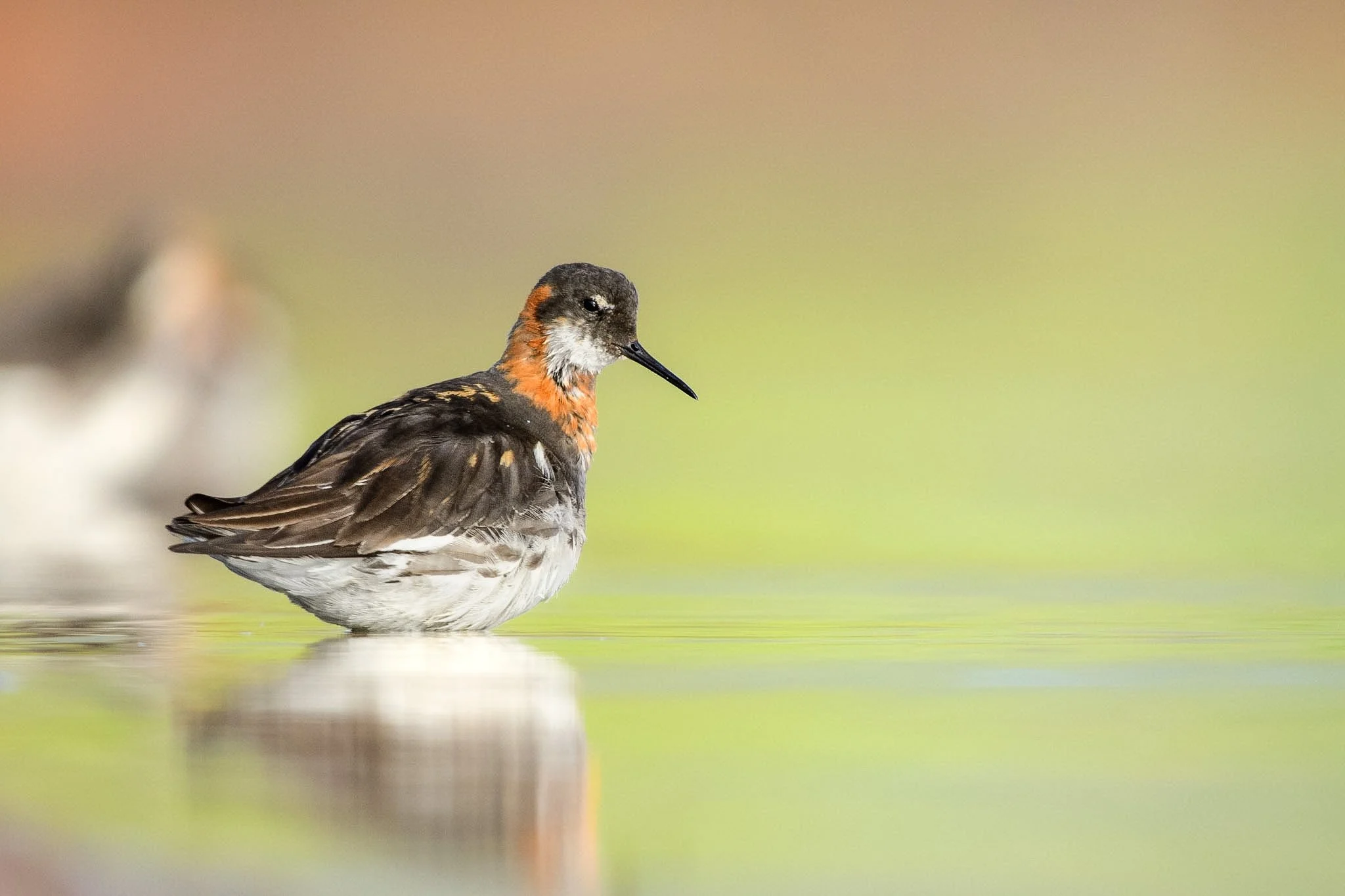 Iceland 2016 - Red-necked Phalarope-20.jpg