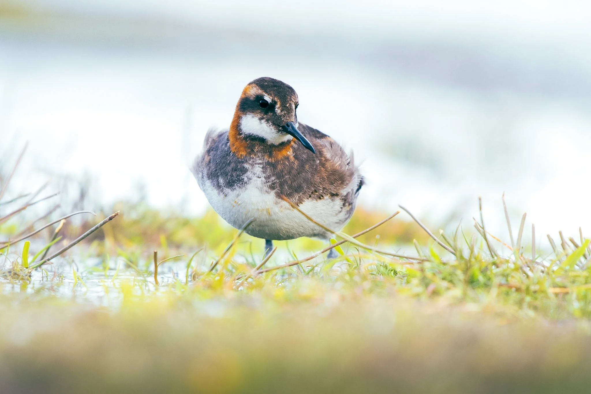 Iceland 2016 - Red-necked Phalarope-62.jpg