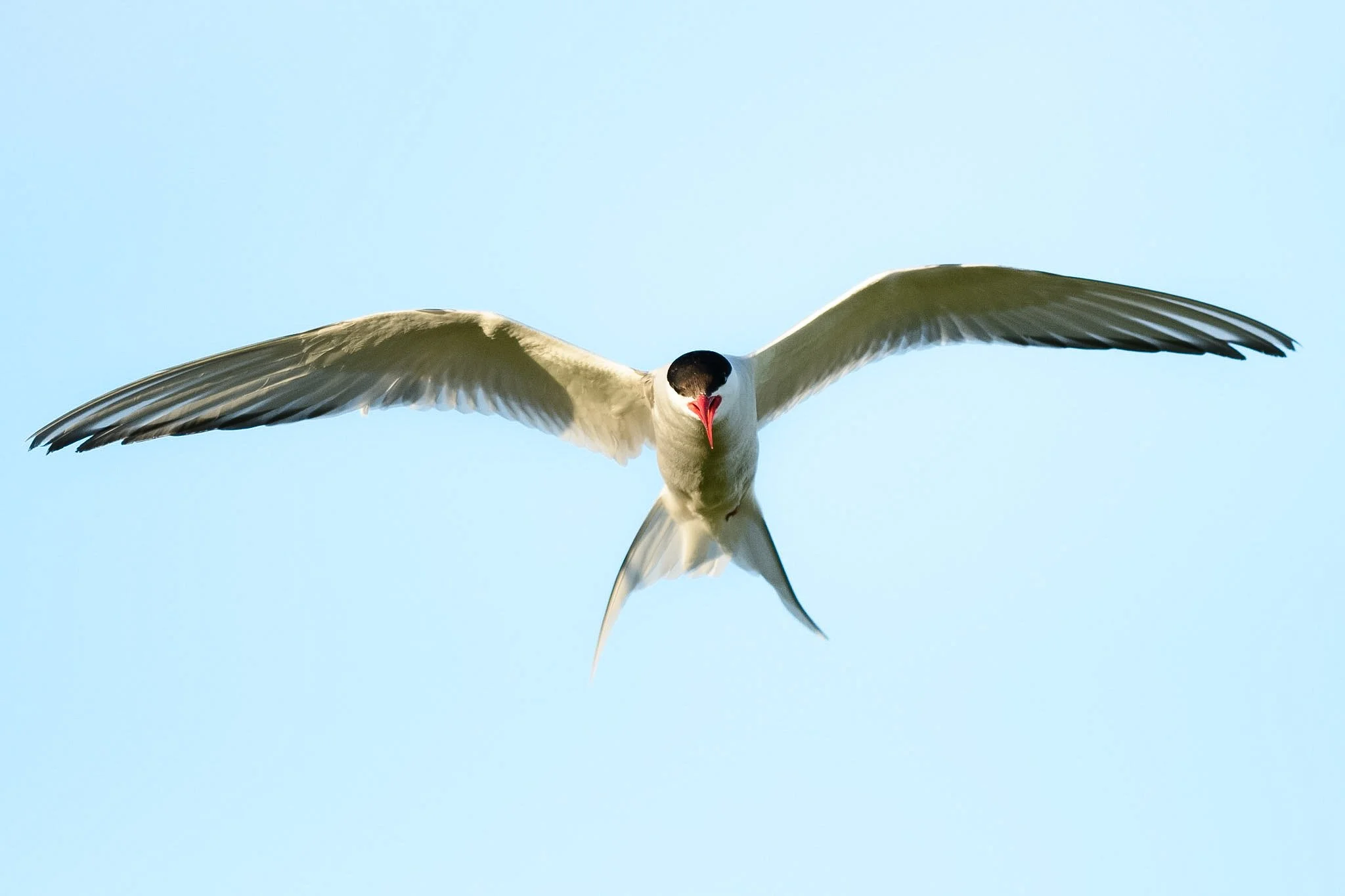 Arctic Tern