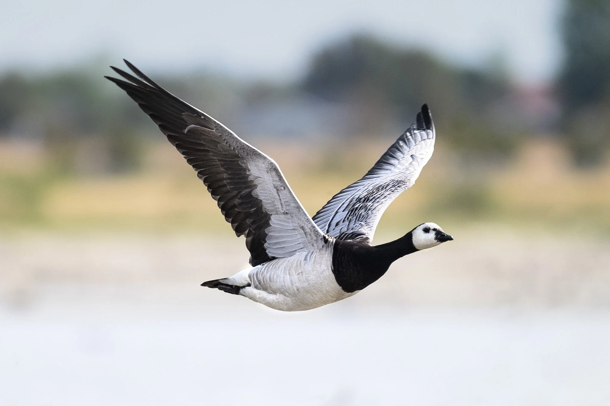 Barnacle Goose