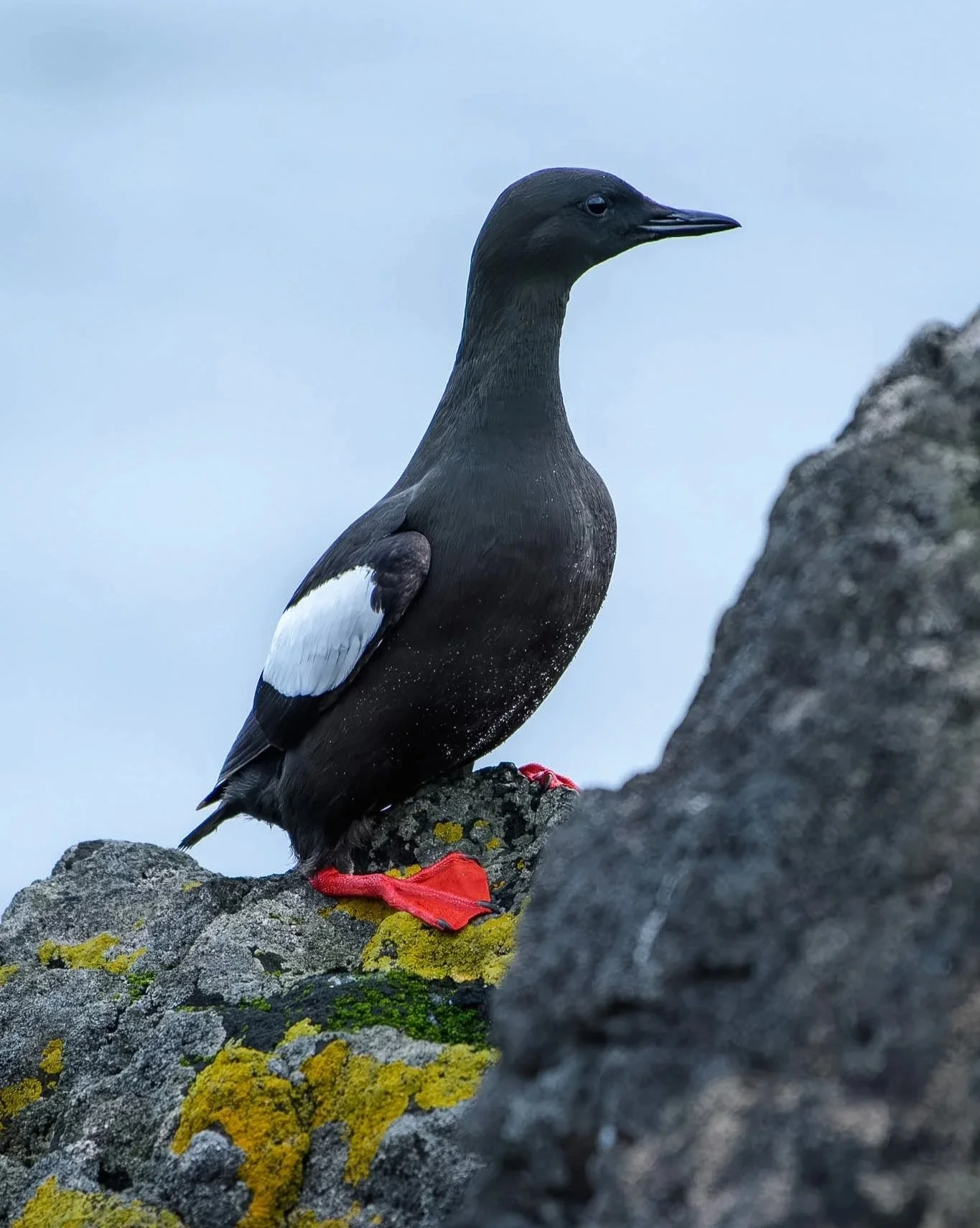 Black Guillemot