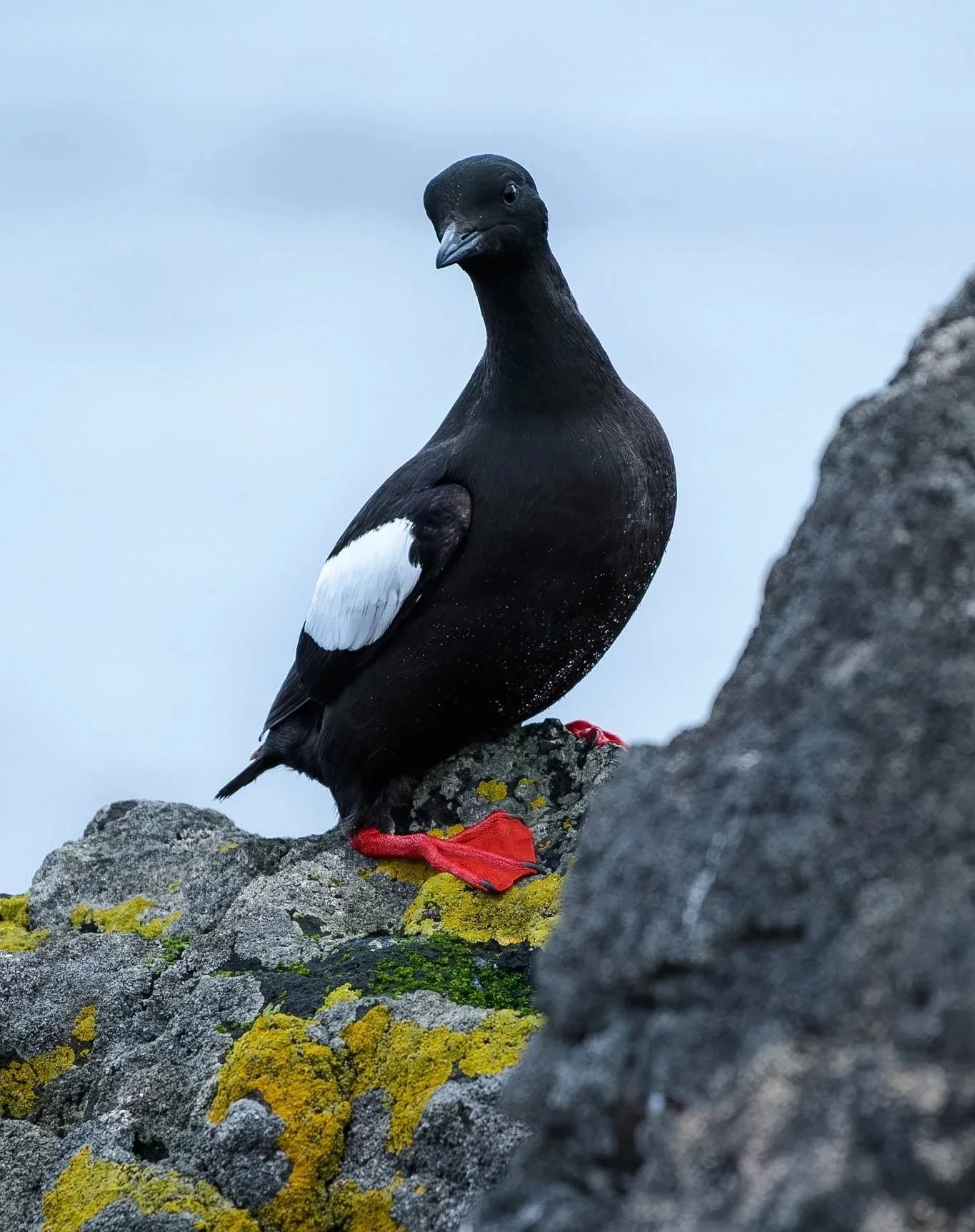 Black Guillemot