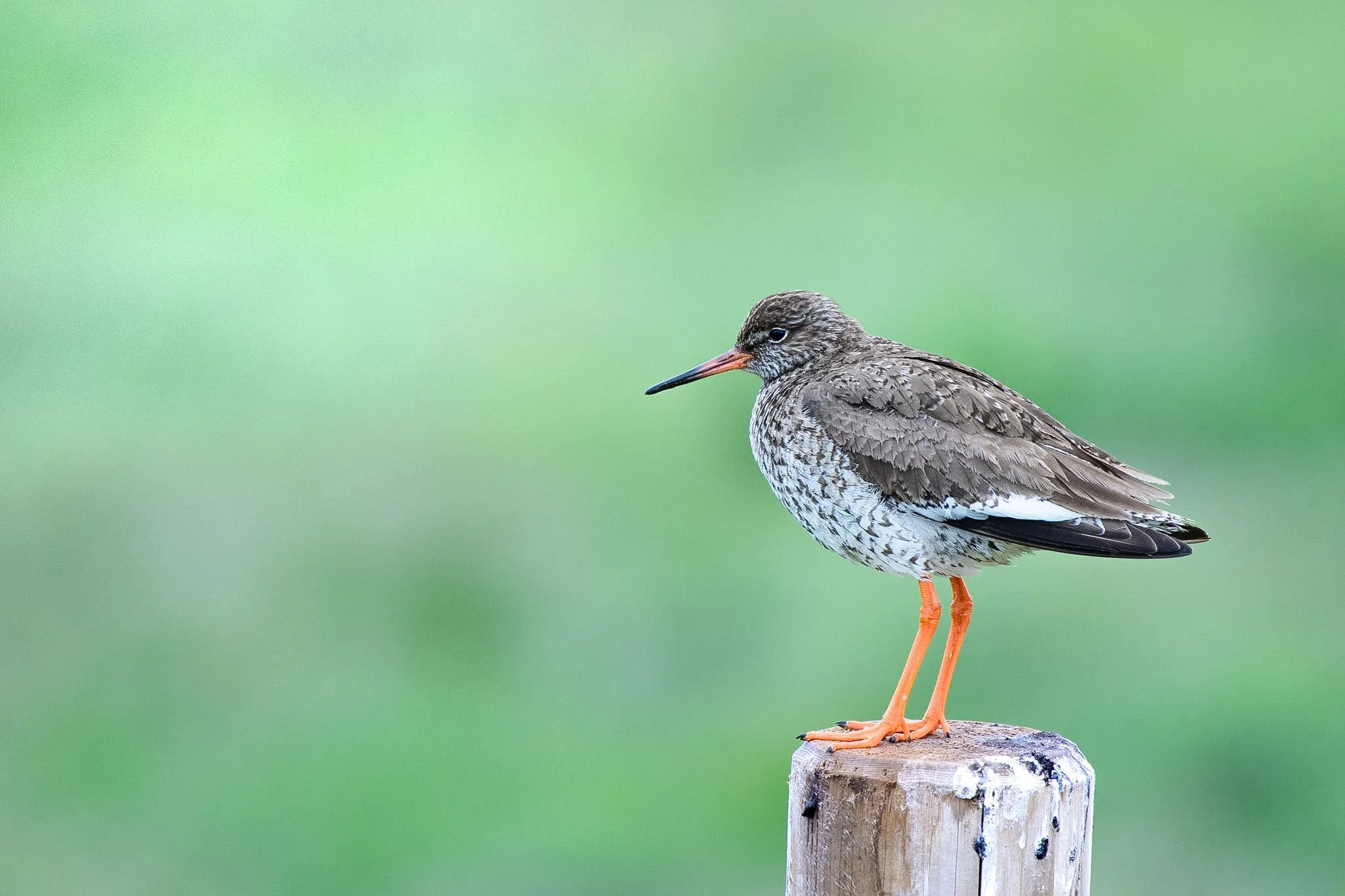 Common Redshank
