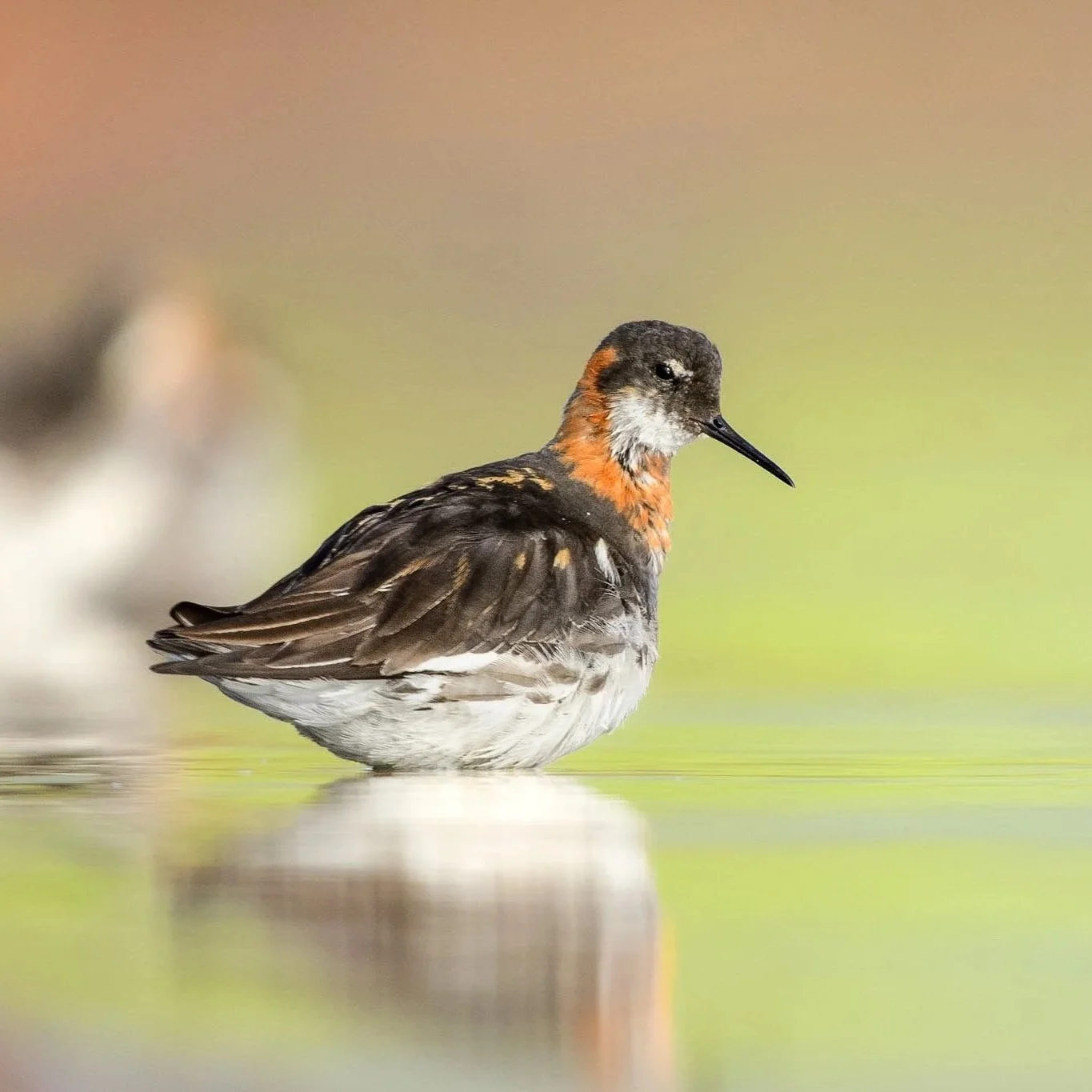 Red-necked phalarope - A welcome visitor