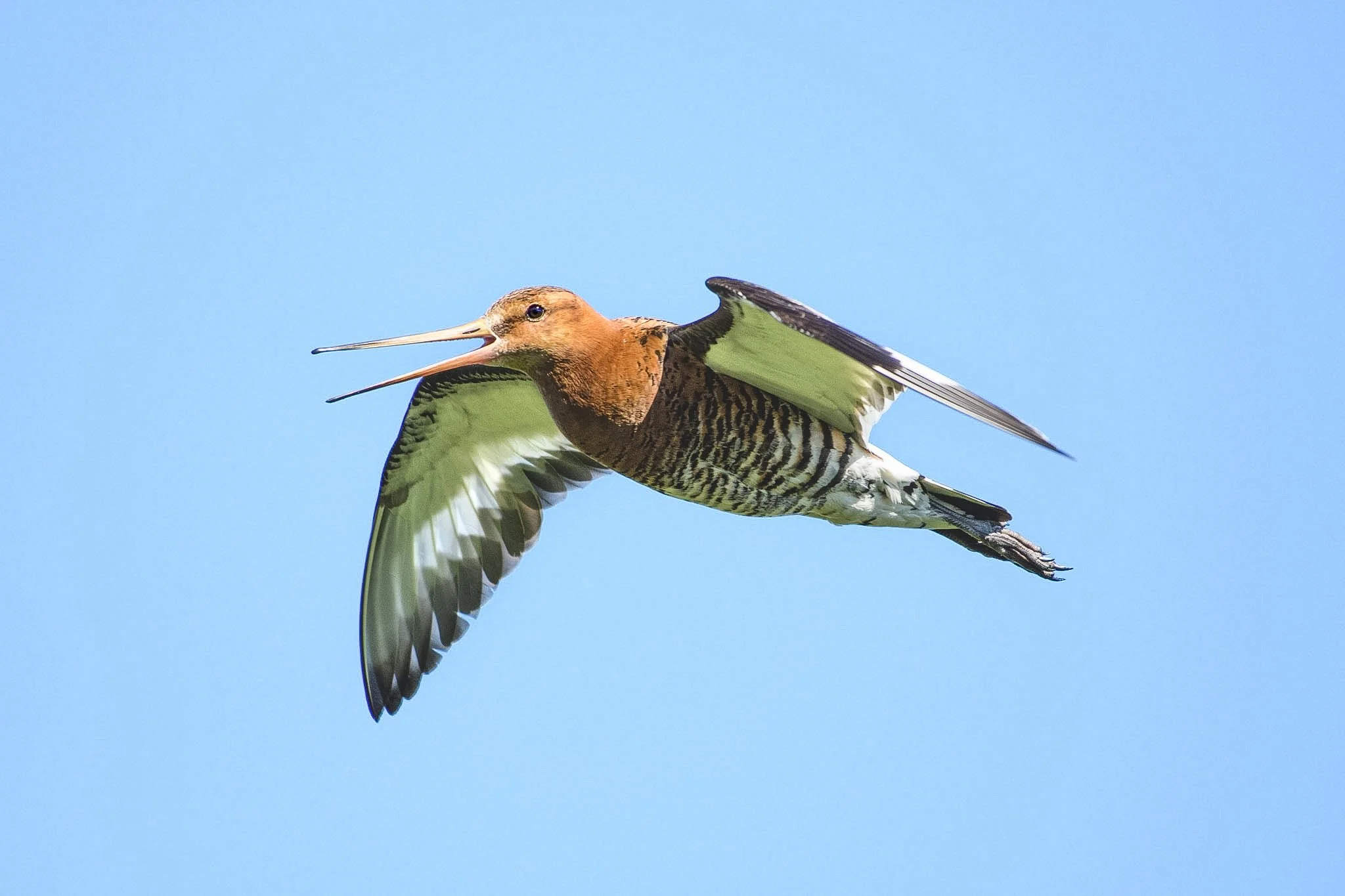 Black-tailed Godwit