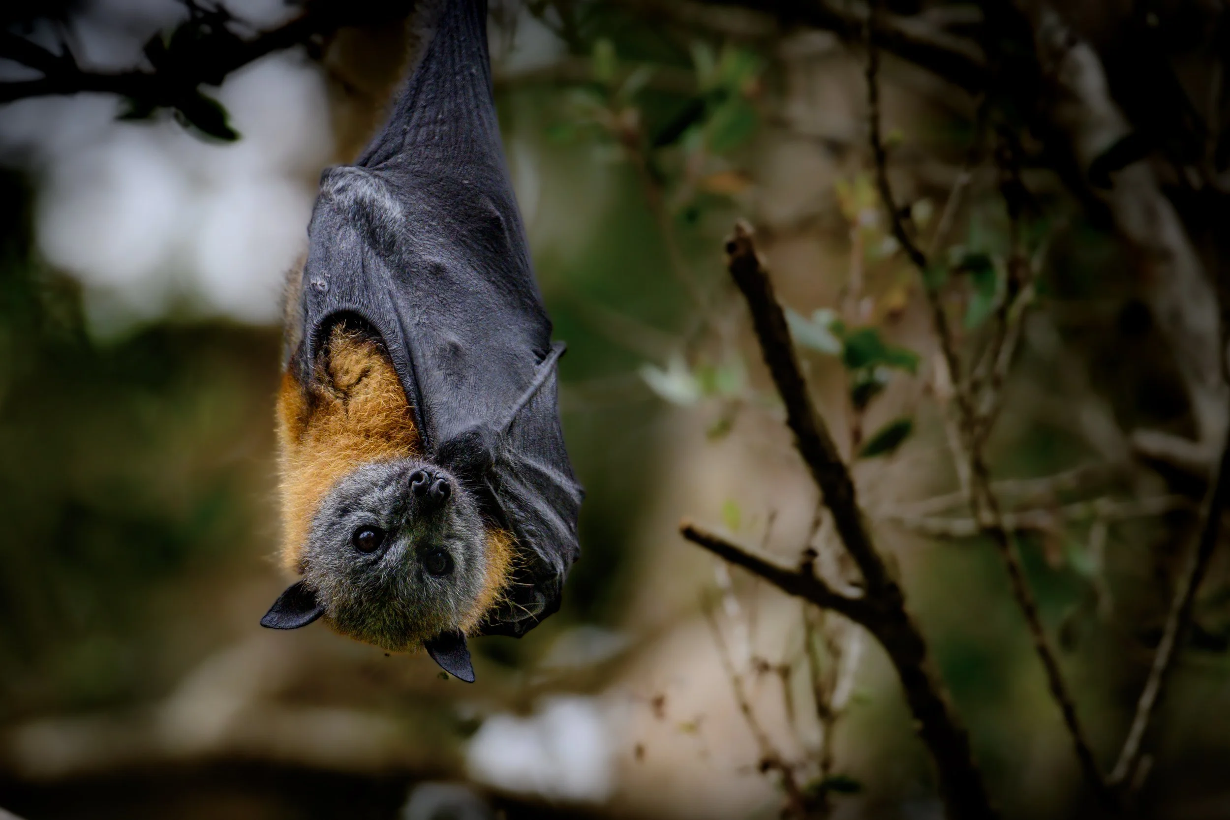 Grey-headed Flying Fox