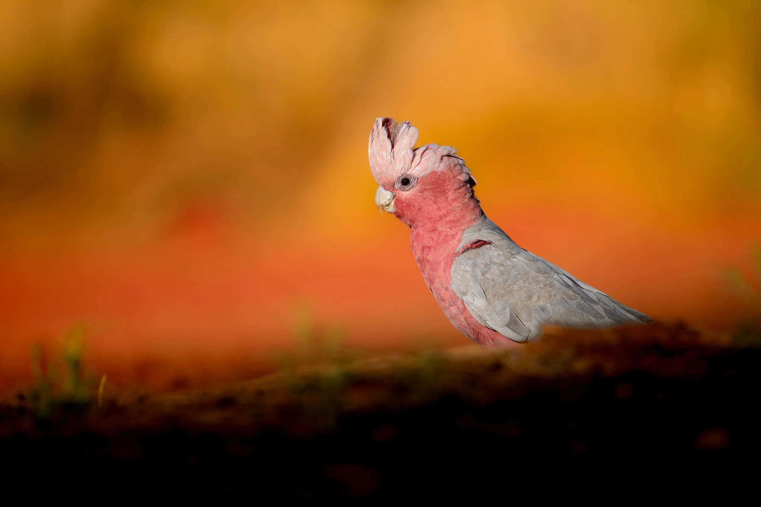 Galah