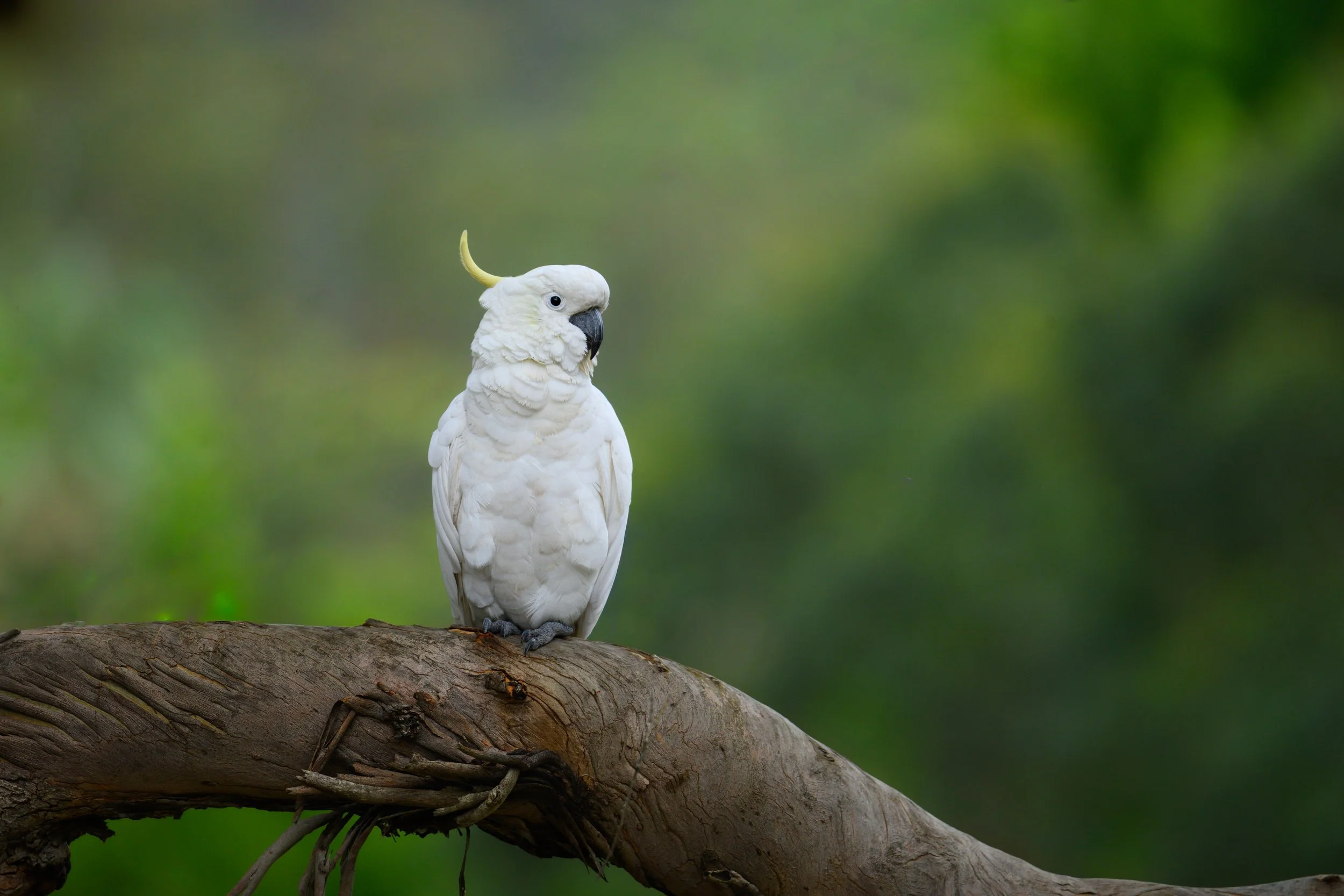 Sulphur Crested Cockatoo