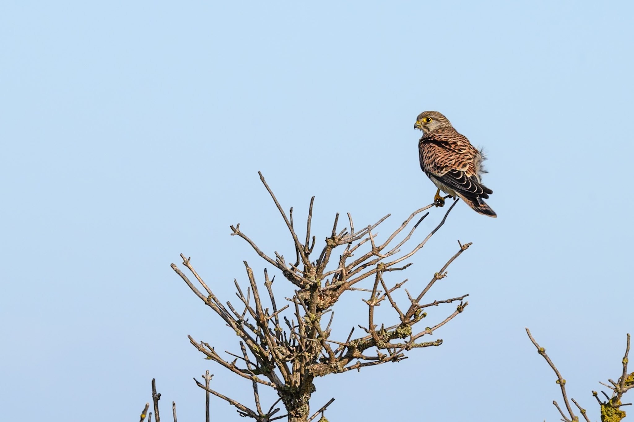 _DSC0236.jpg
