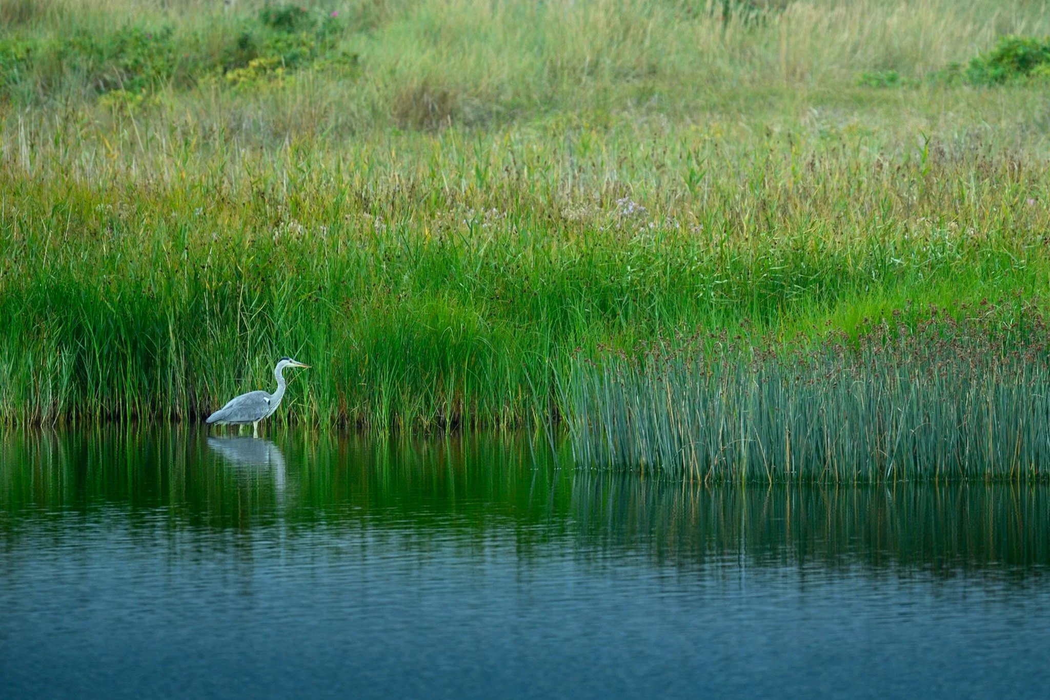 _DSC9868.jpg