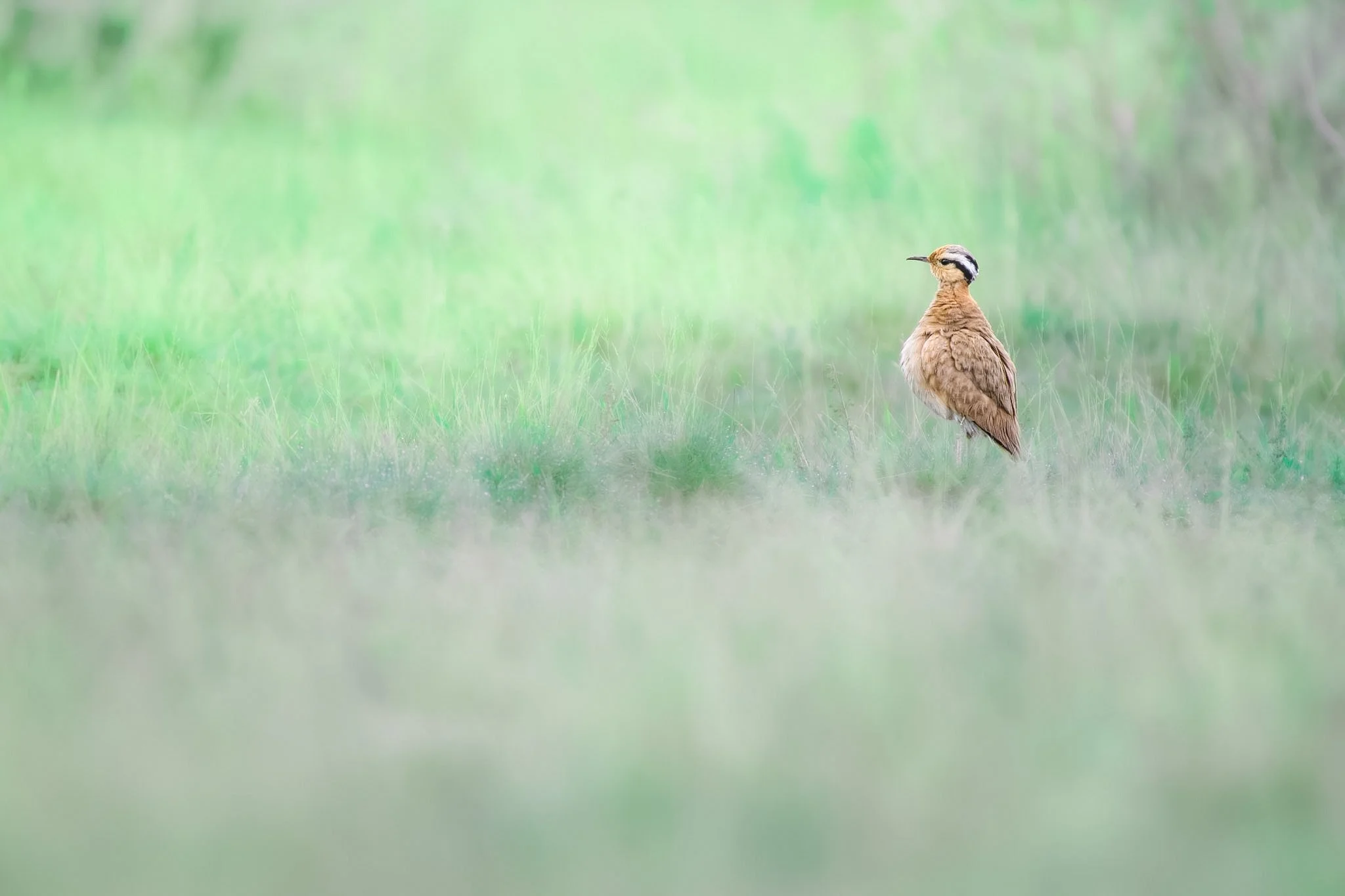 Cream-coloured Courser.jpg