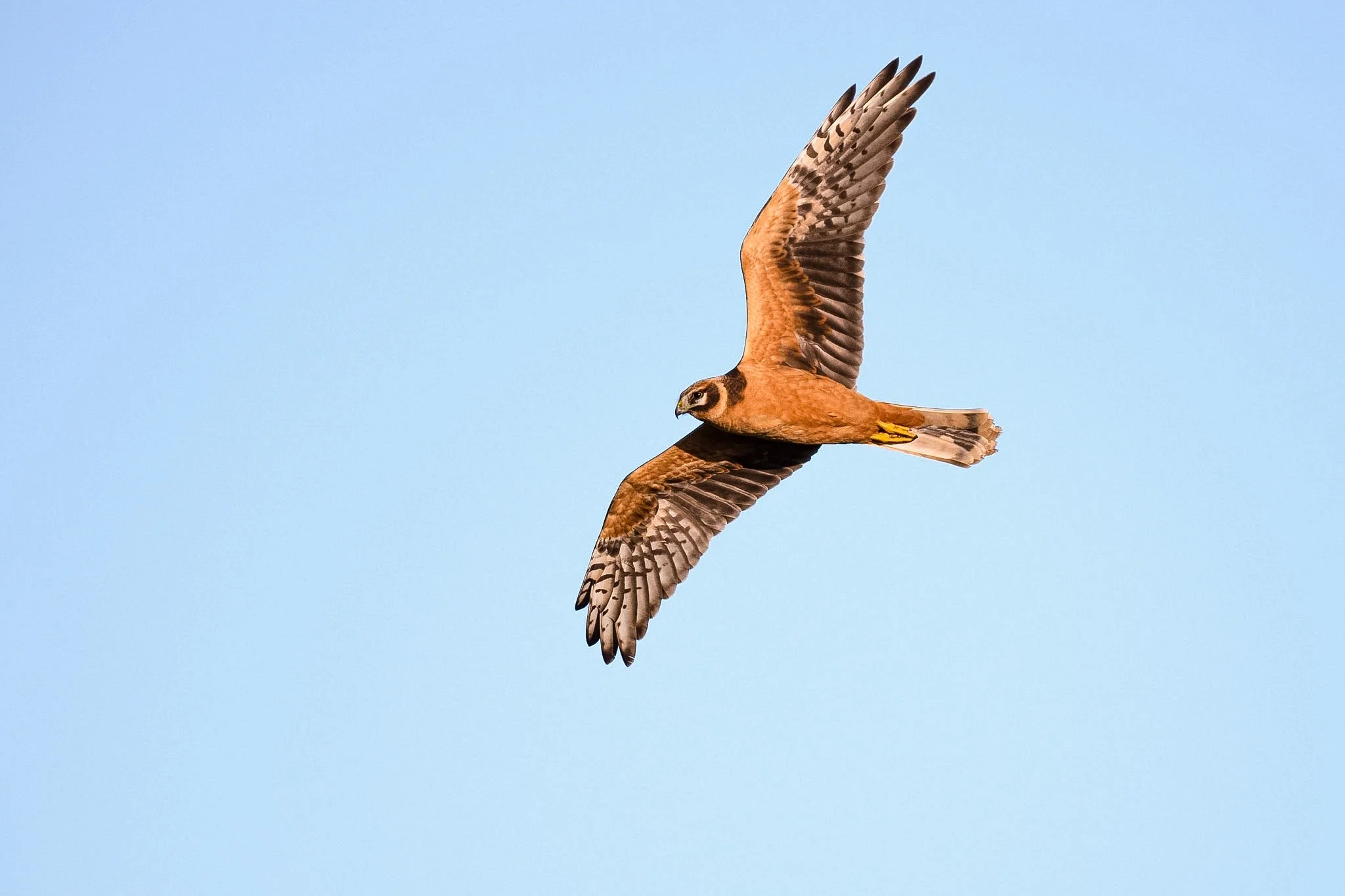 Pallid Harrier.jpg